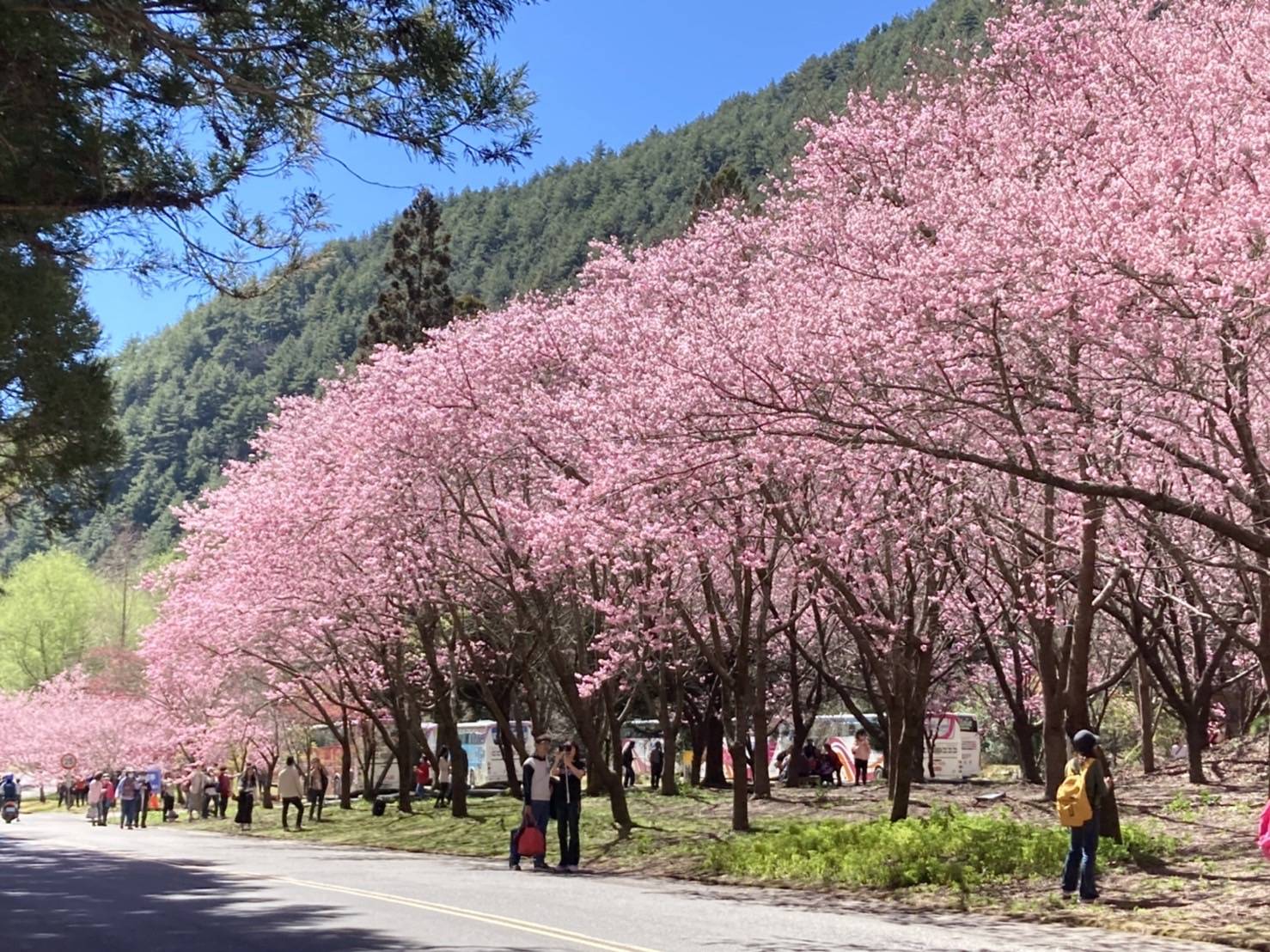 武陵农场一日游(台中市区饭店接送)