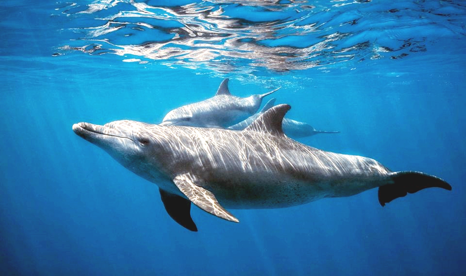 赫尔格达：带私人接送的海豚观赏游船