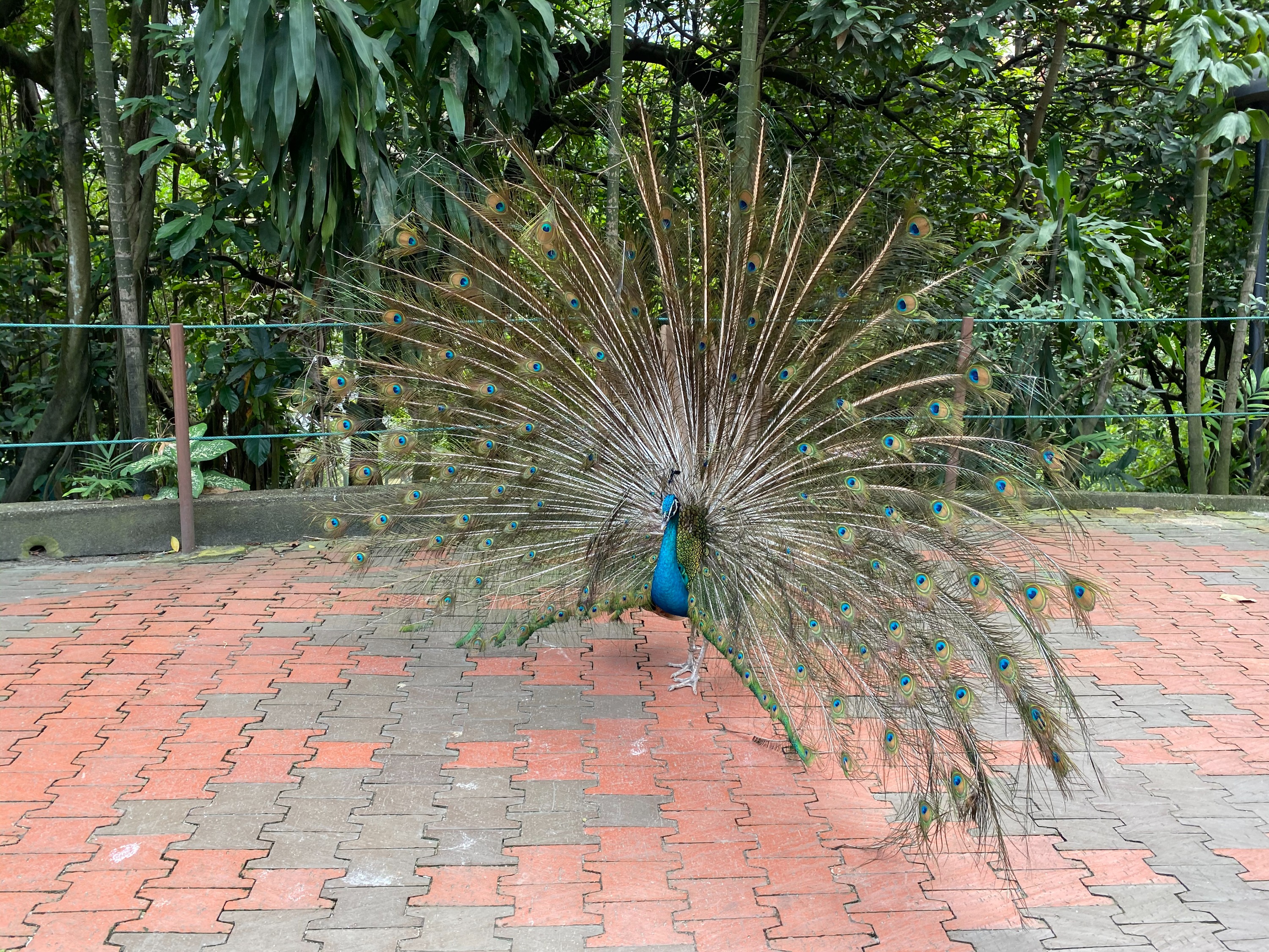 吉隆坡飞禽公园 & 中央市场 & 唐人街一日游