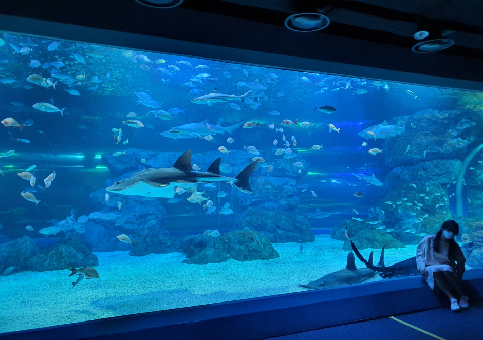 水原光教Aqua Planet水世界折扣门票