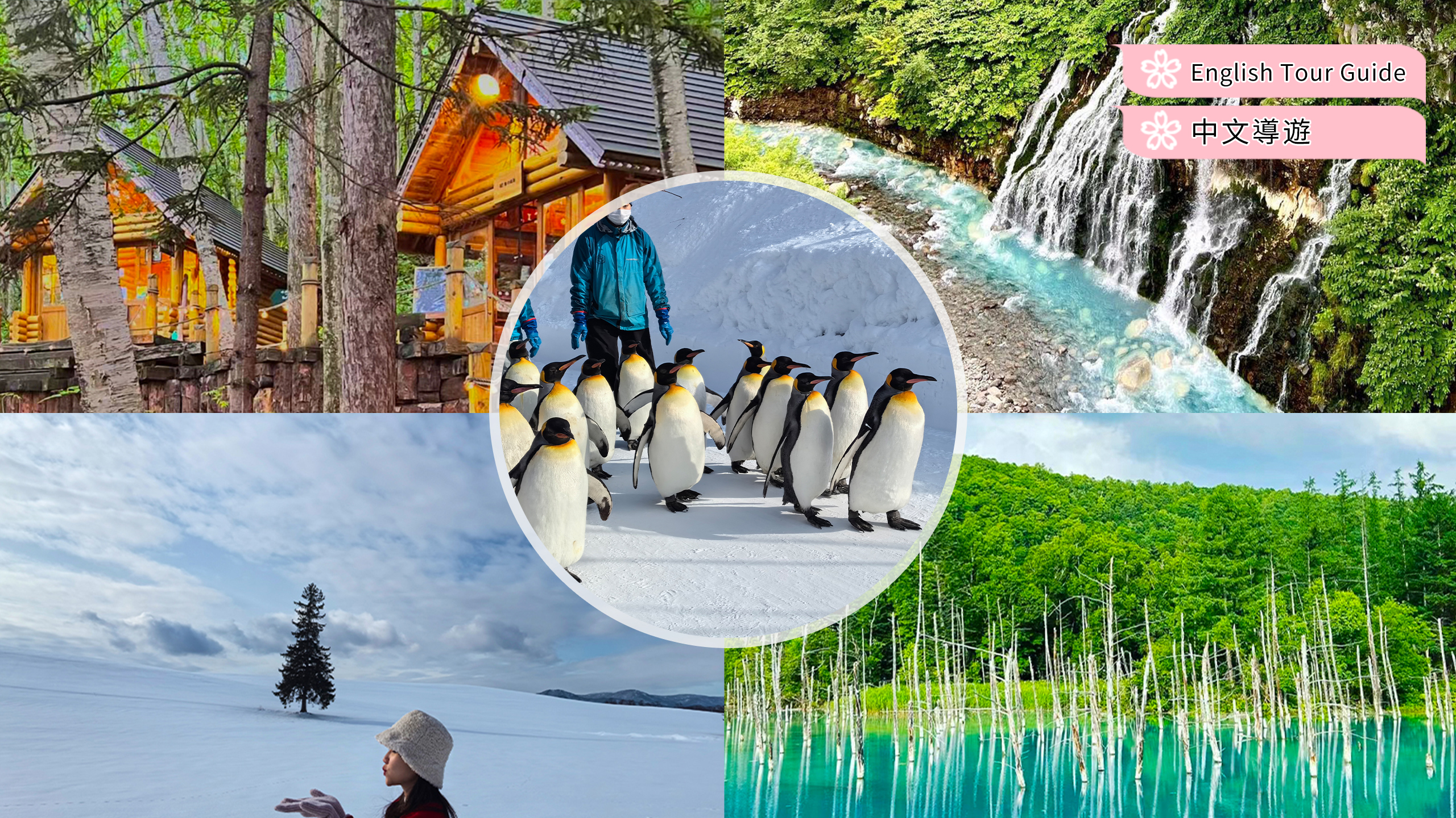 旭川动物园&网红美瑛树&白须瀑布&白金青池一日游（北海道出发）