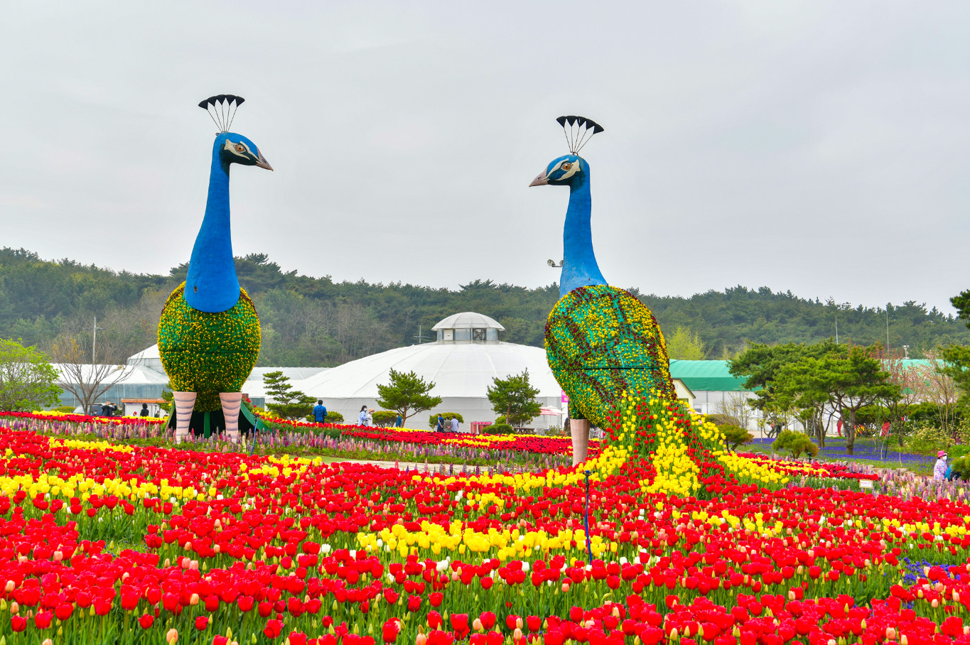 忠清南道泰安花卉公园（郁金香 & 樱花节）体验