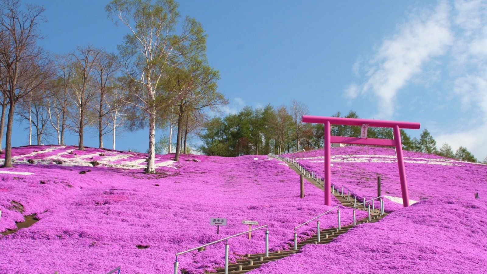 北海道芝樱限定 网走市客制化包车一日游｜网走出发