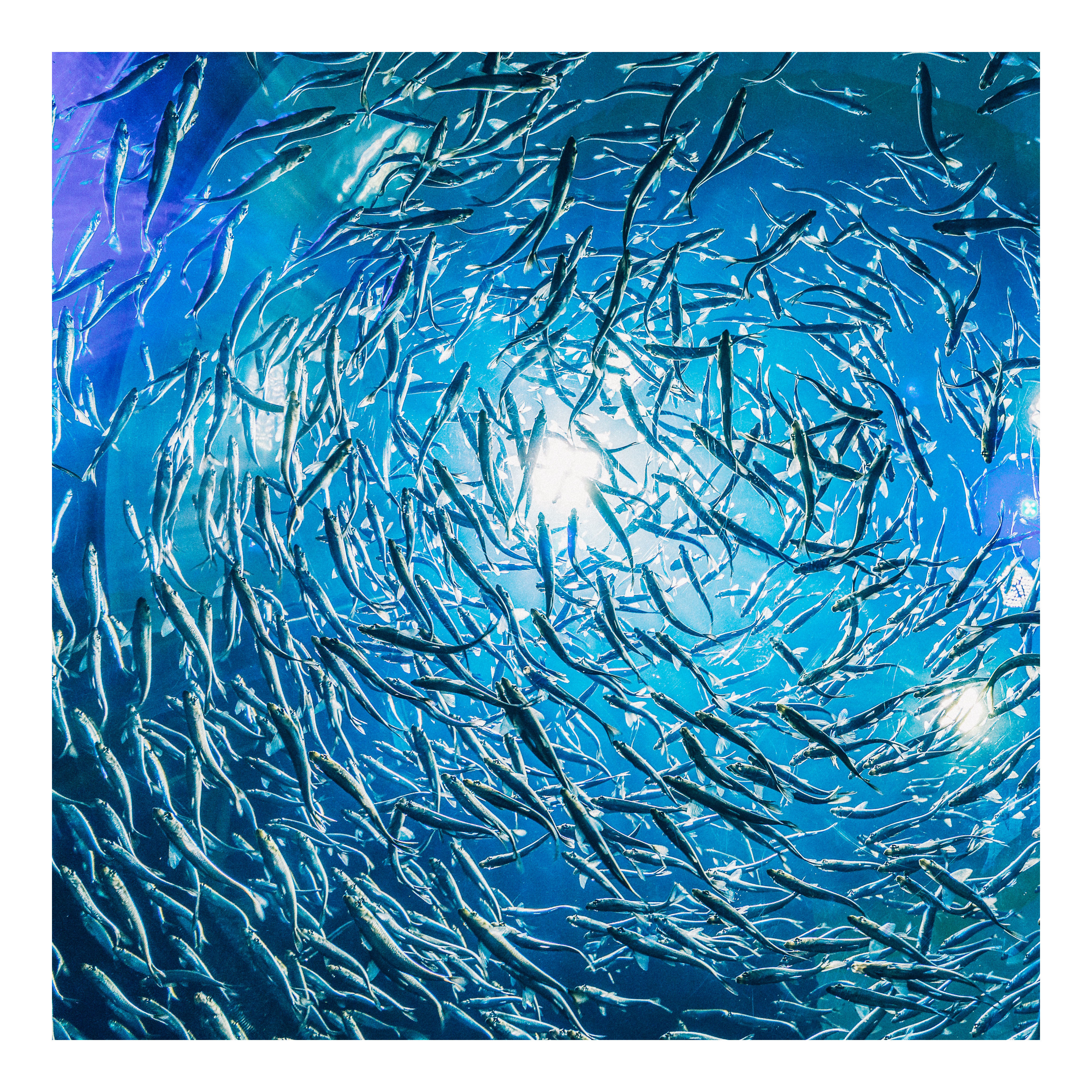 涛岛探索海洋奇观之旅（PADI五星级潜水中心）