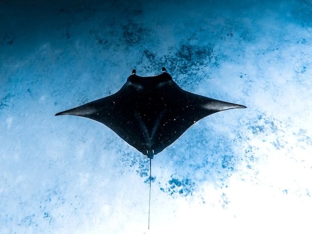 纳闽巴焦高级开放水域课程（Dragon Dive Komodo提供）