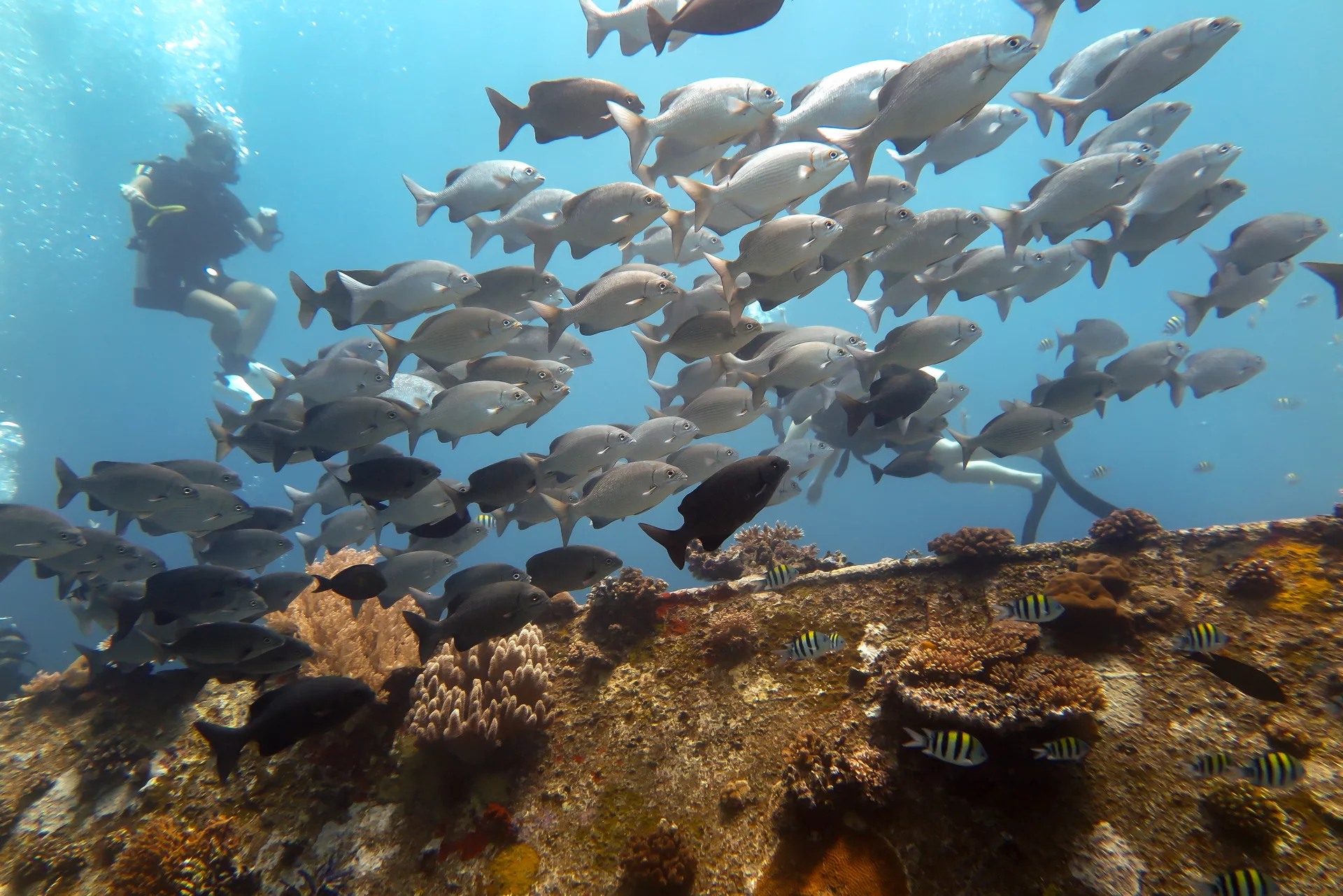 龙目岛潜水冒险体验（PADI五星级潜水度假村）