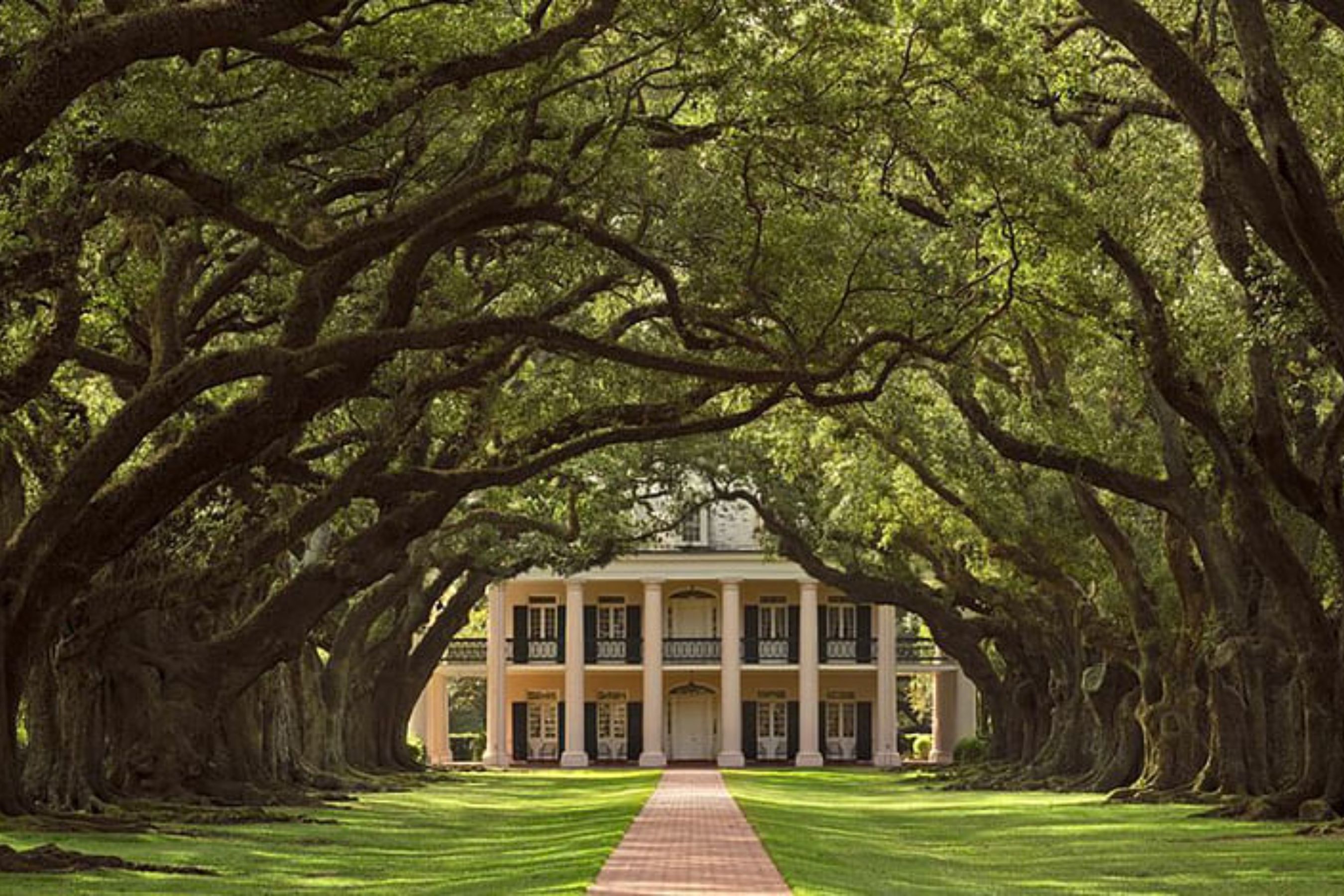 沼泽游船体验＆橡树巷种植园之旅（纽奥良出发）