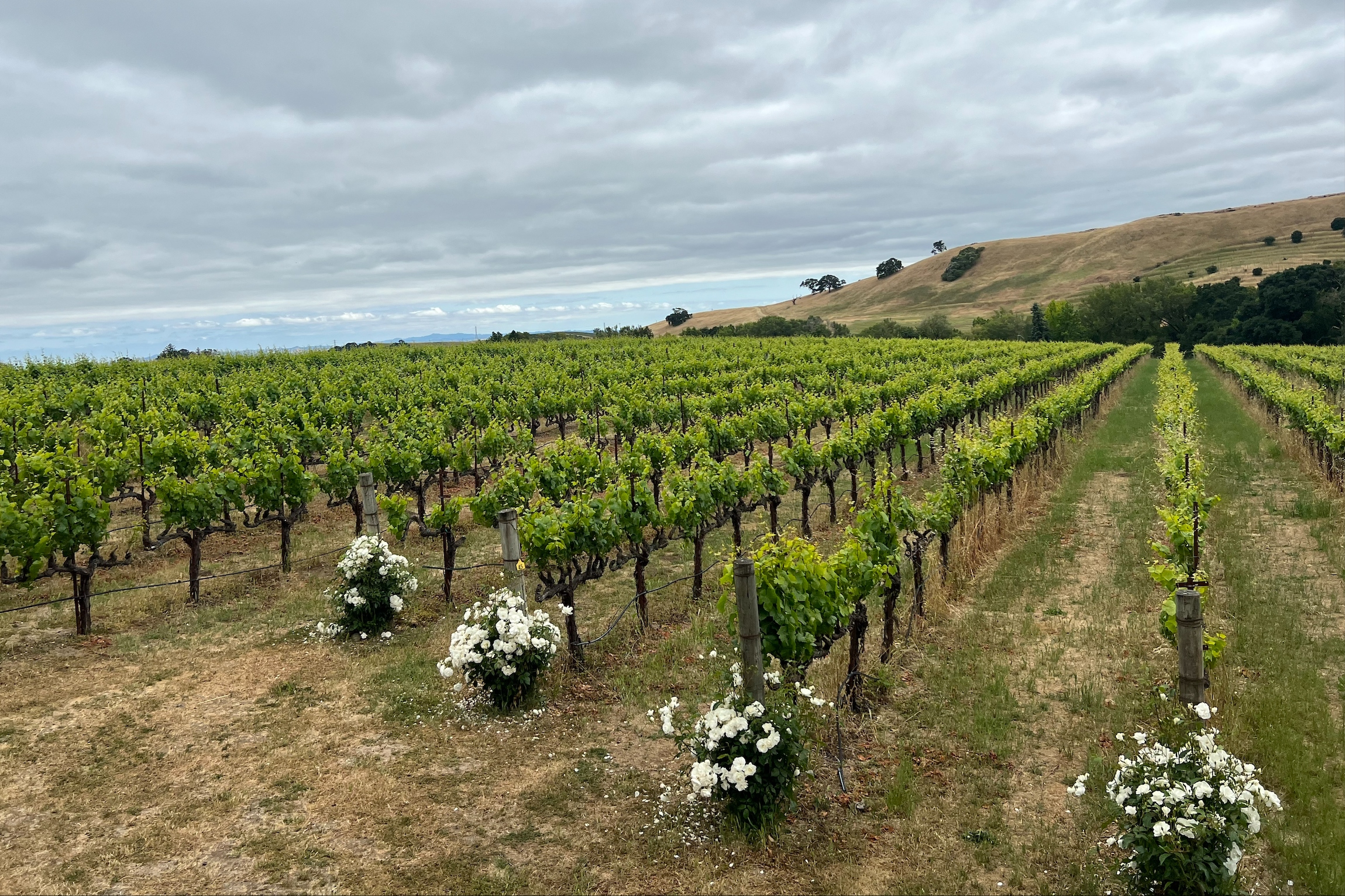 旧金山品酒之旅