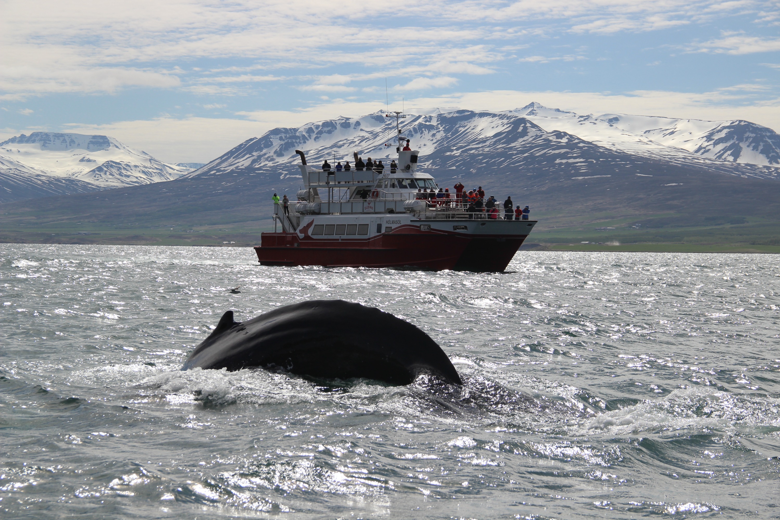 阿克雷里经典赏鲸体验
