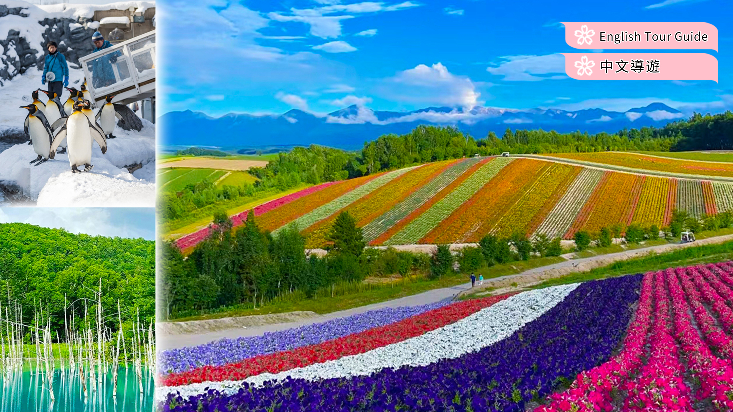 北海道｜旭山动物园&四季彩之丘&网红树&森林精灵露台一日游（札幌出发）