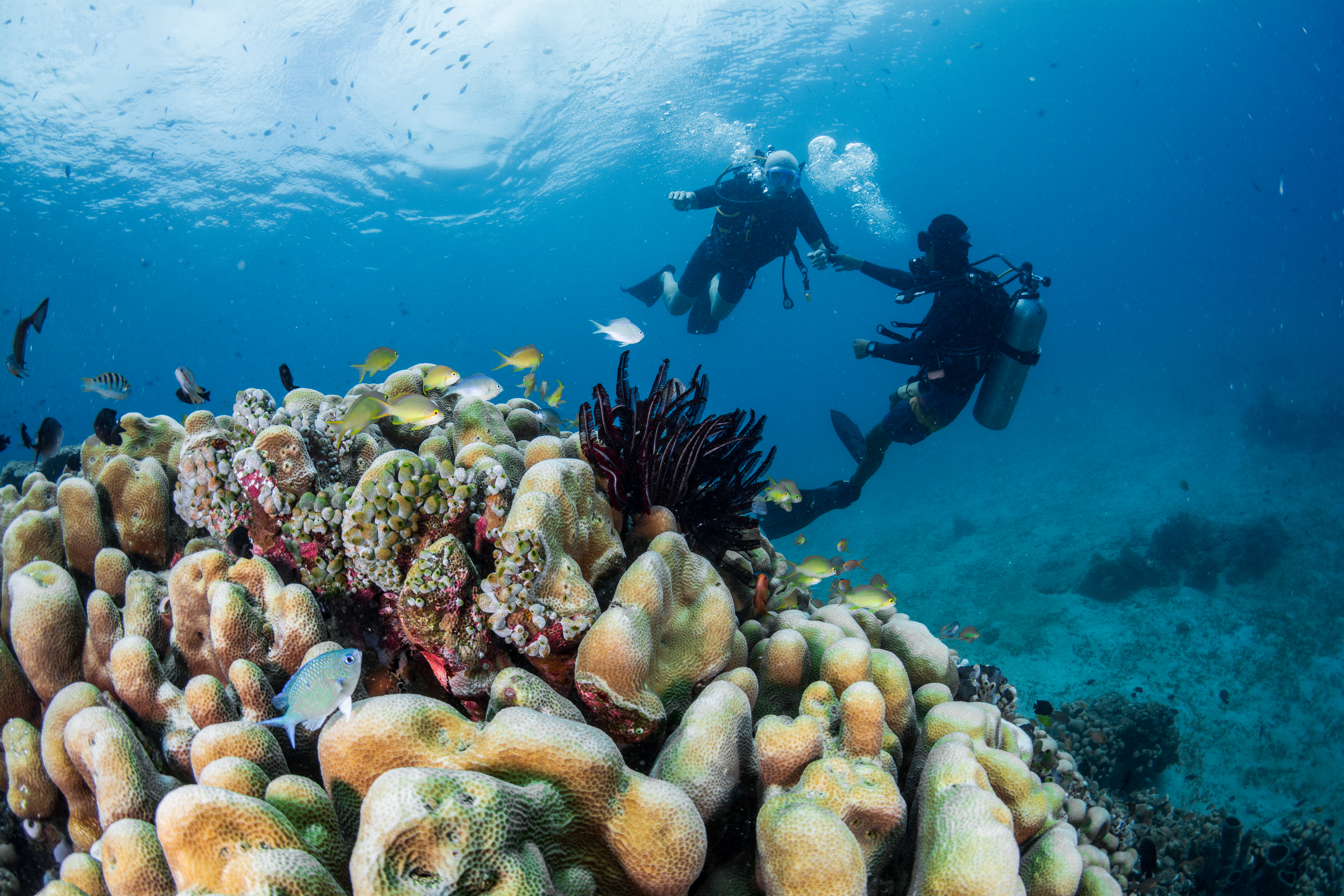 佩母德兰 PADI 潜水中心体验潜水