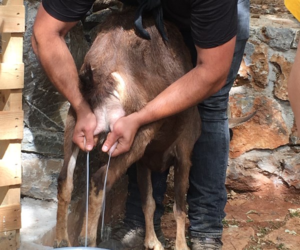 牧羊人小屋探索 & 奶酪制作体验