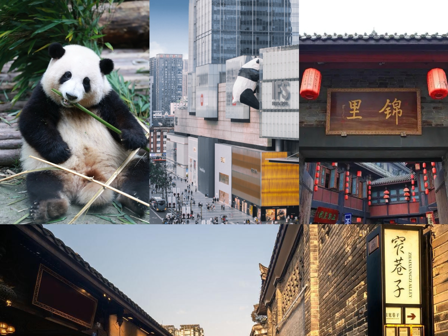 成都熊猫基地+宽窄巷子/人民公园/锦里古街+春熙路IFS&太古里一日漫游（当地中英文双语导游+City Walk+2-10人小团）