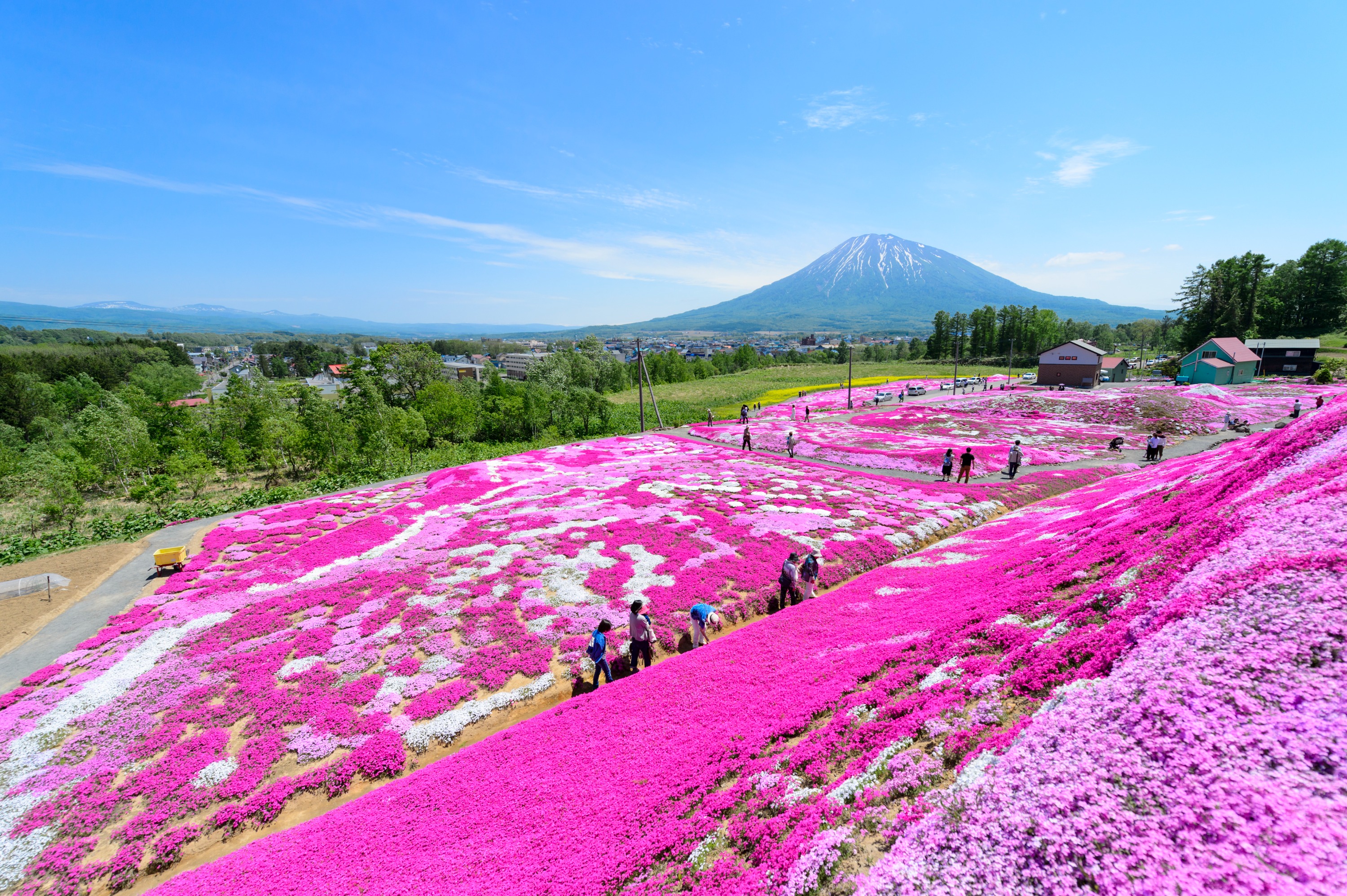 札幌出发｜「北海道富士」二世古洞爷湖赏樱泡汤一日游 三岛家的芝樱花田～洞爷湖SAIRO展望台