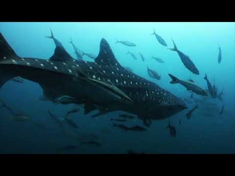 普吉岛一日潜水之旅（PADI五星级潜水中心）