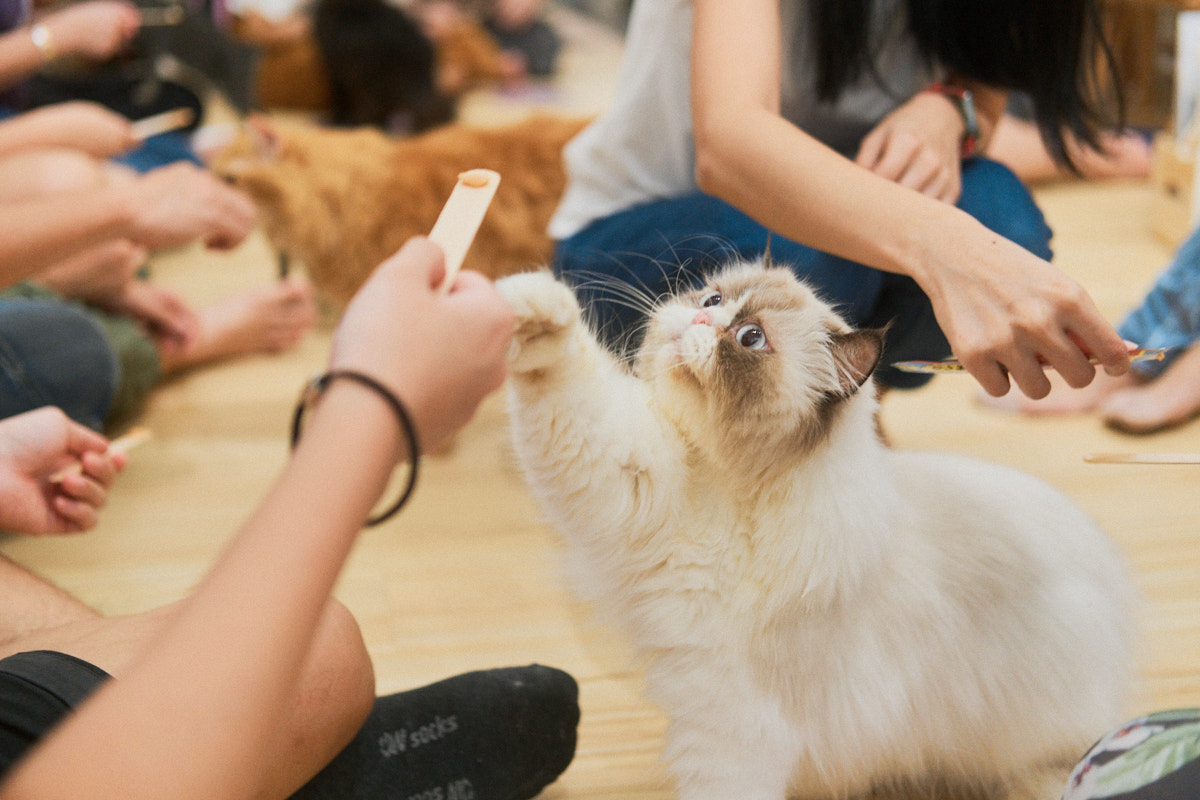 新加坡Wildflower Studio猫咖体验