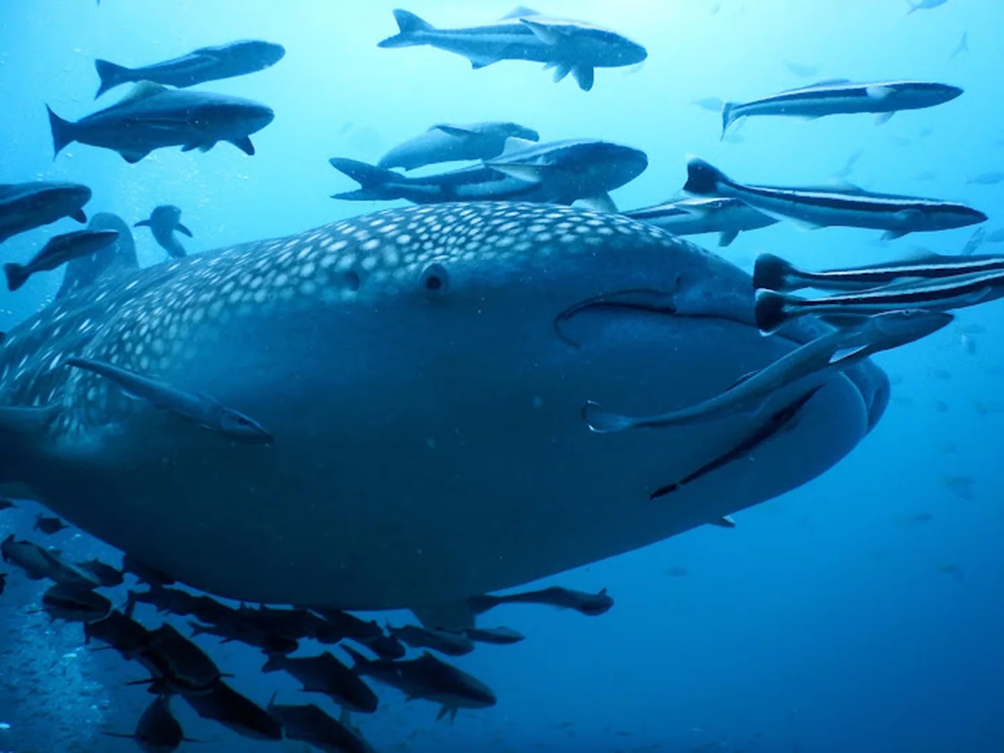 苏梅岛 PADI 五星潜水中心船帆岩潜水之旅