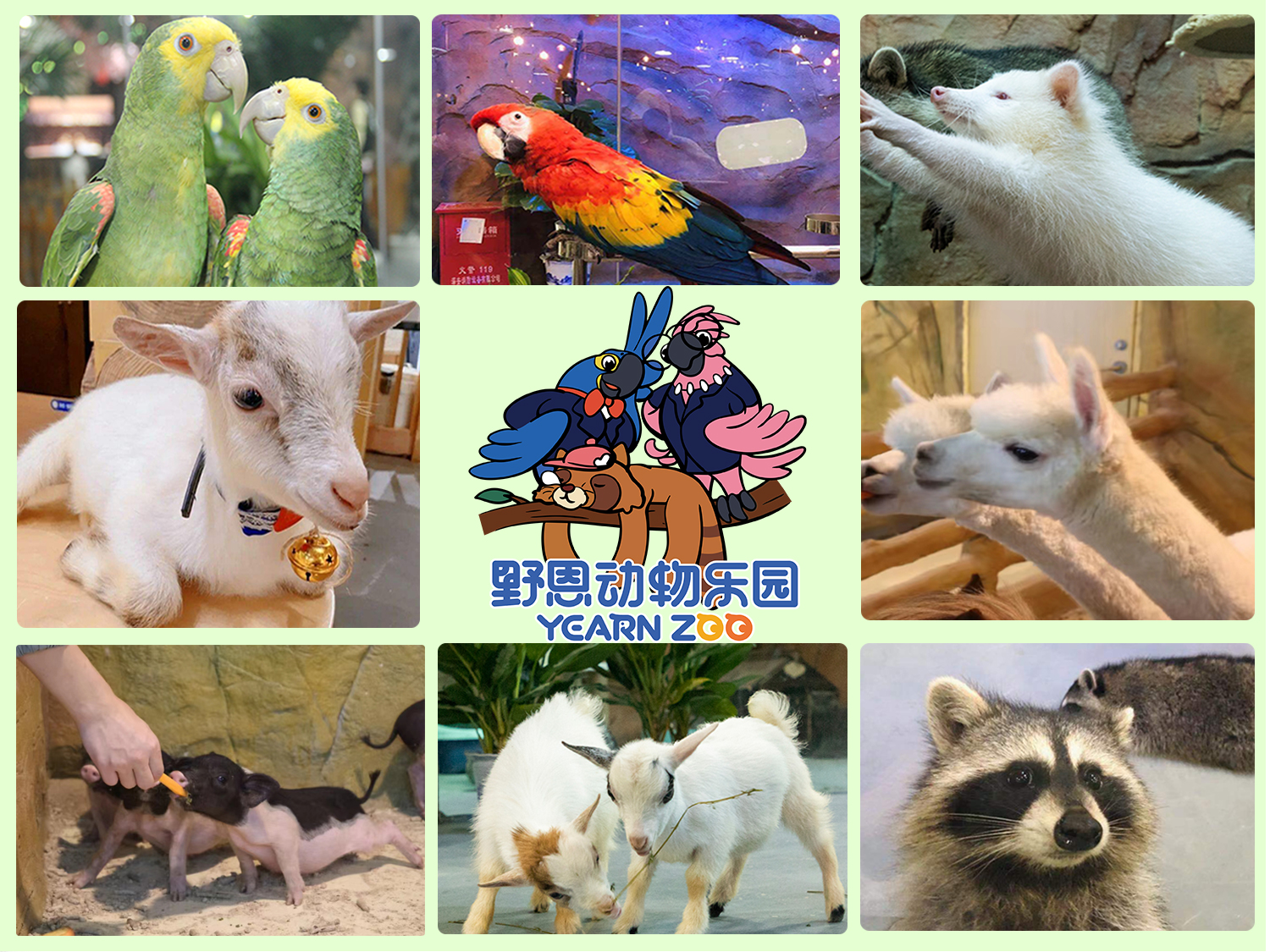 深圳野恩动物乐园（龙岗万达广场店）能摸、能抱、投喂互动、零距离接触萌宠