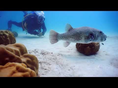 芭达雅 PADI 五星潜水中心潜水一日游
