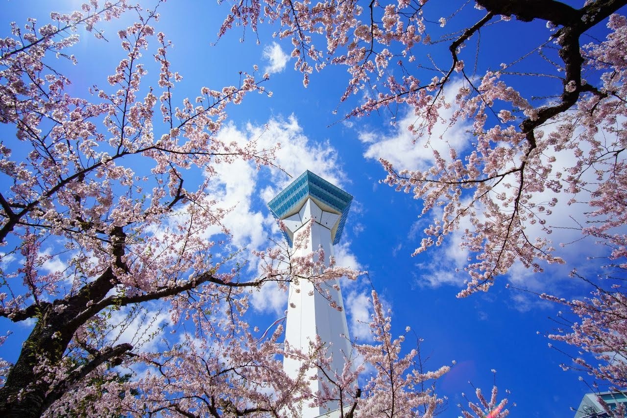 北海道函馆松前/大沼公园绝景两日游 [4月下旬将会前往五大赏樱热点]