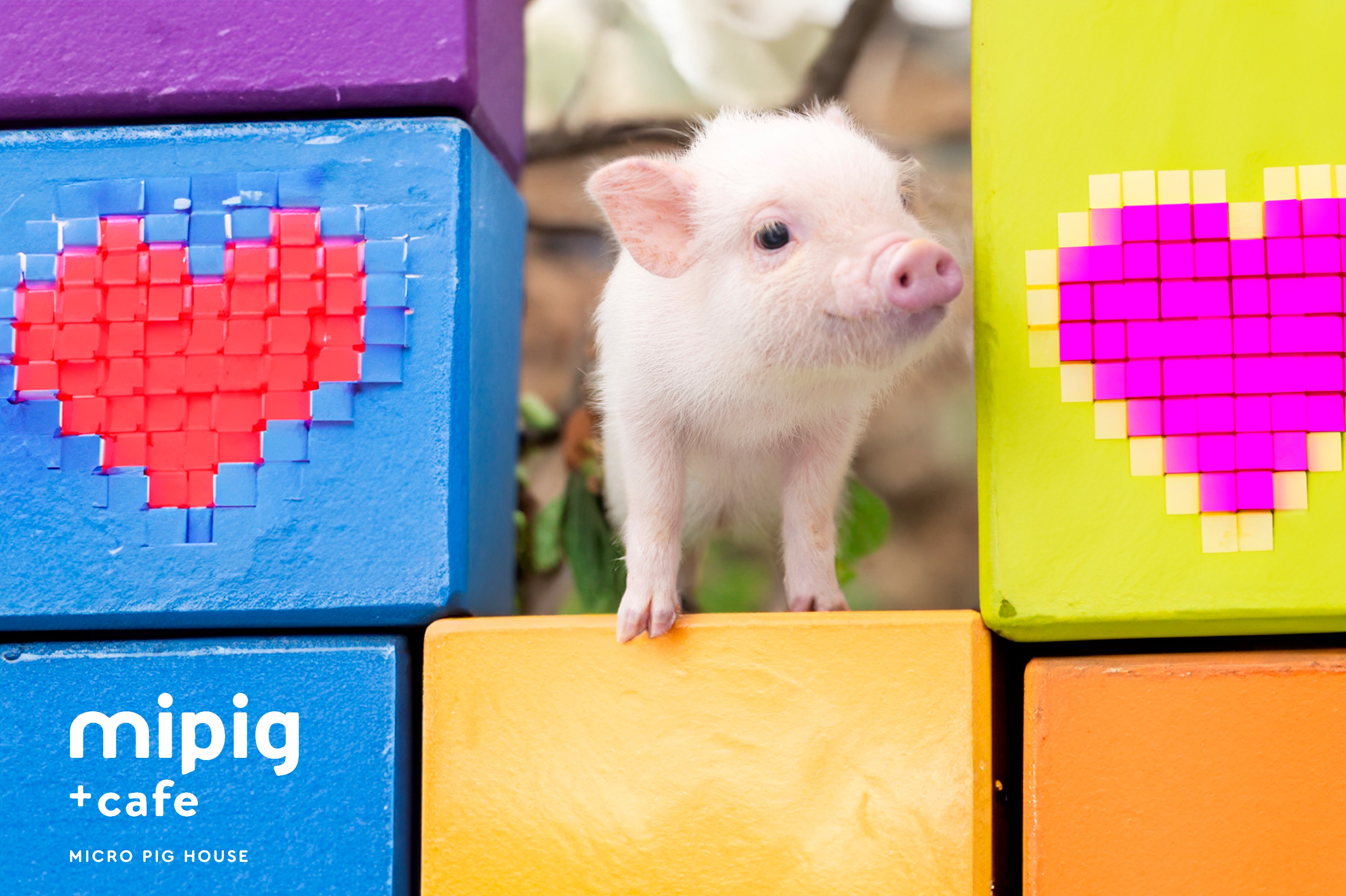 东京池袋迷你猪咖啡馆（Micro Pig Cafe）体验