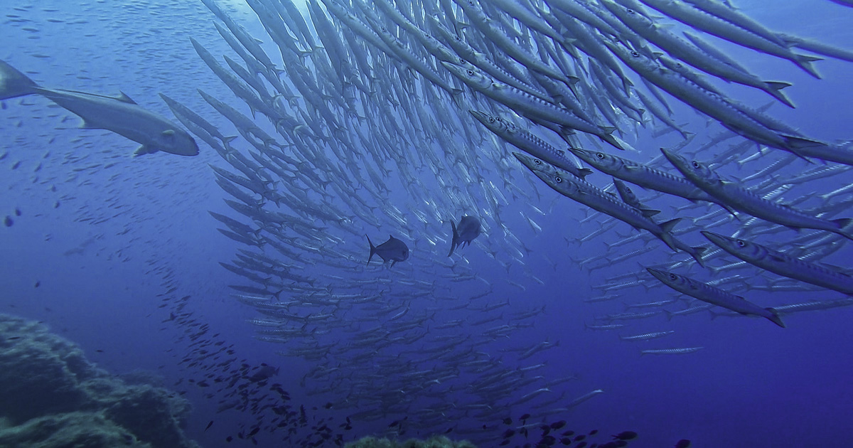 Ustica 释放：PADI 5* 潜水中心的 5 次潜水冒险套餐