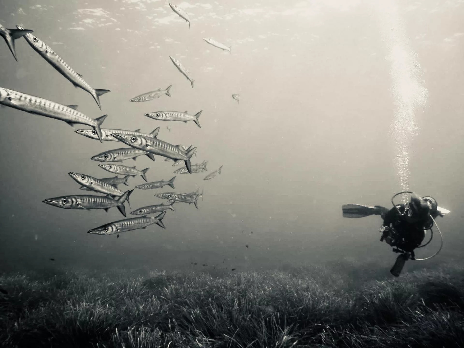 探索梅诺卡岛的深处：在 PADI 5* 中心进行开放水域训练