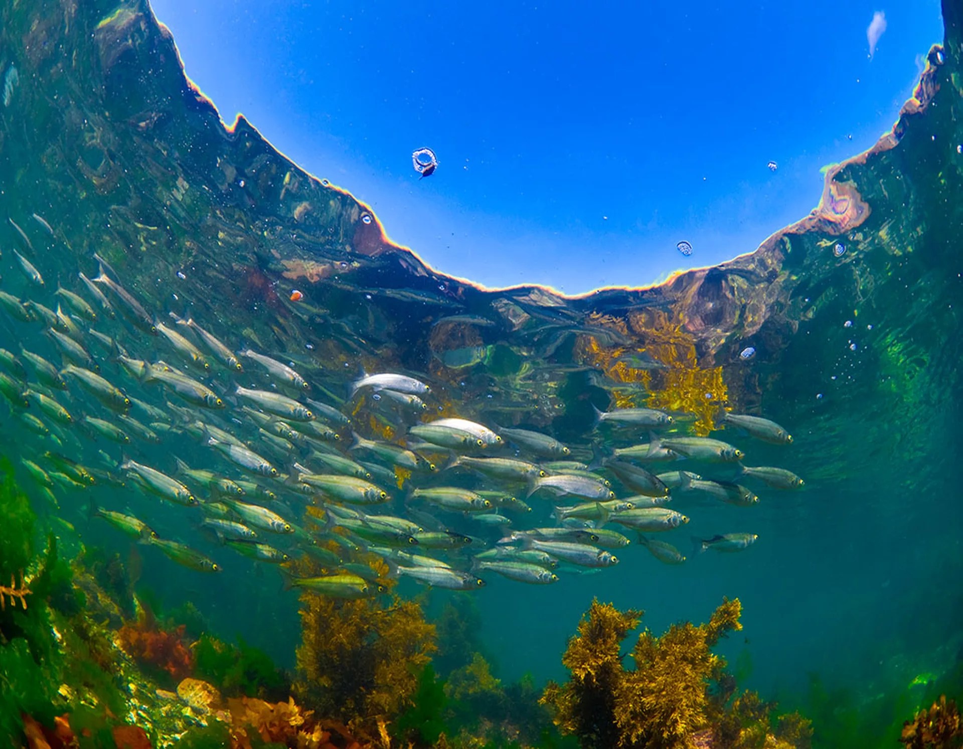 惠灵顿岛湾半日潜水之旅（PADI潜水中心）