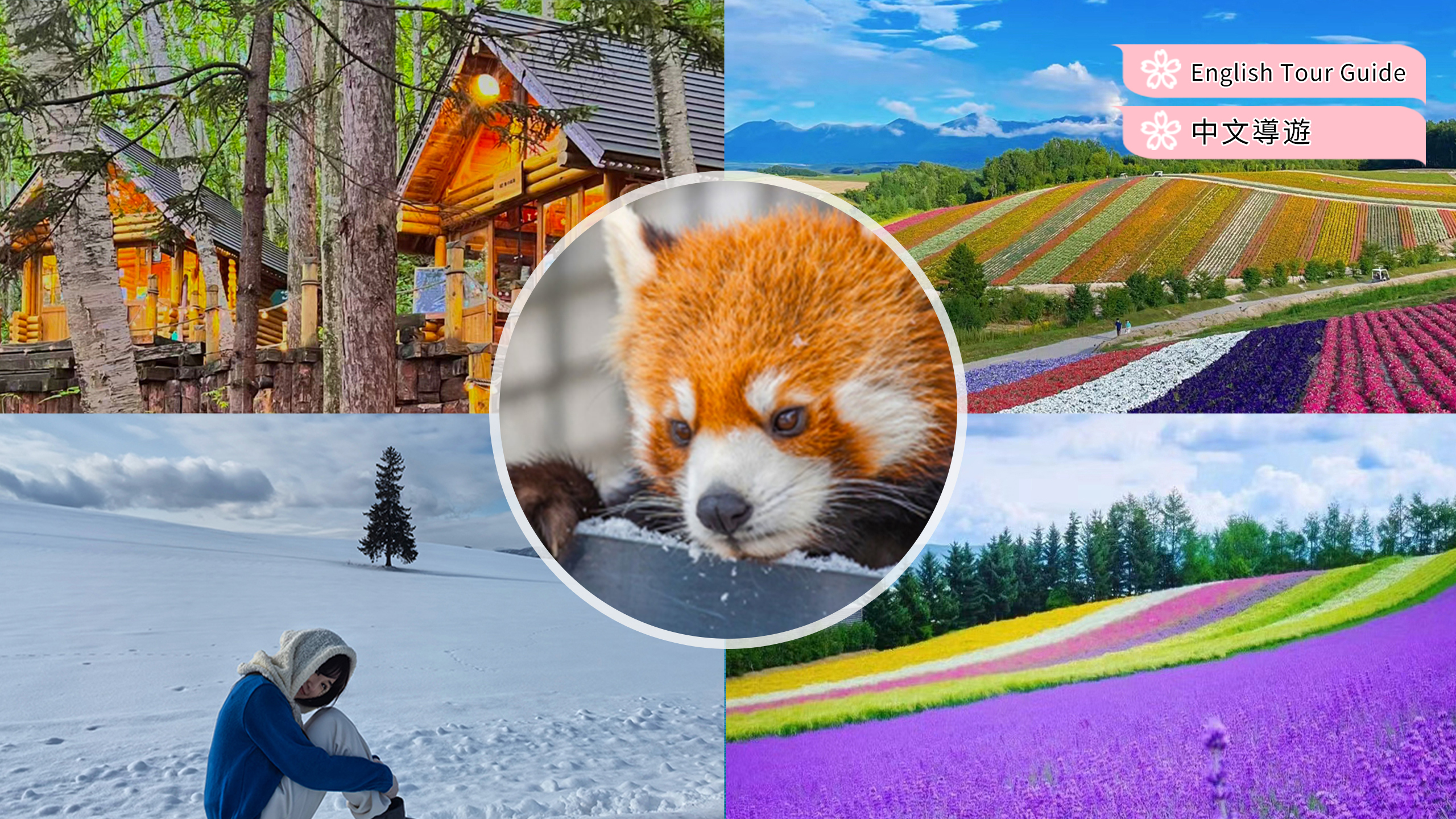 北海道: 旭山动物园&四季彩之丘&网红树&森林精灵露台一日游 (札幌出发)