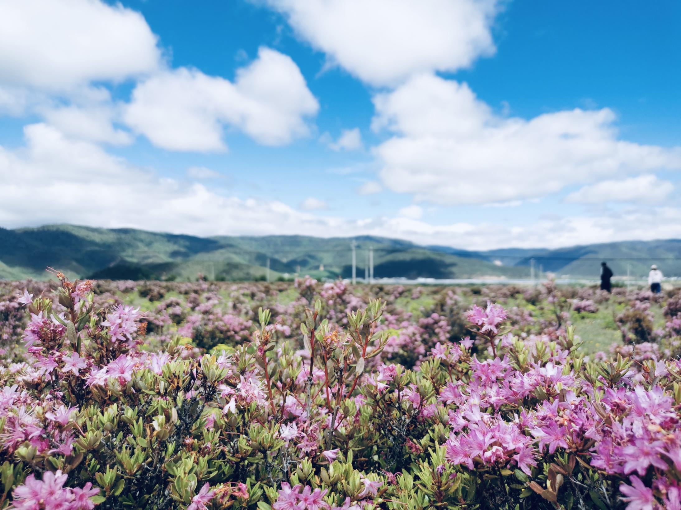 云南经典雨崩徒步5天（赠D0丽江集合日住宿+奖牌纪念章+专业服务领队+优选雨崩住宿）