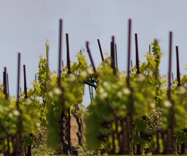 Manousakis 酒庄＆葡萄园独家私人游（CHQ08.）