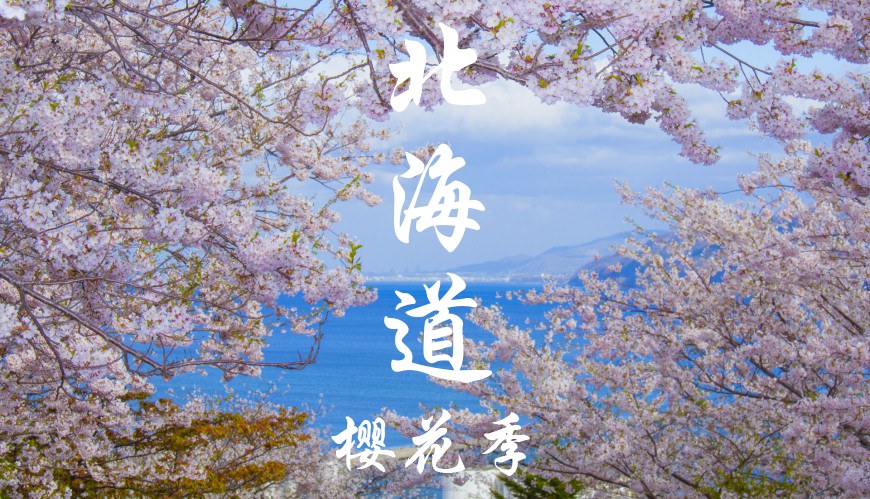 北海道｜樱花季限定｜札幌私人包车一日游｜行程自由搭配