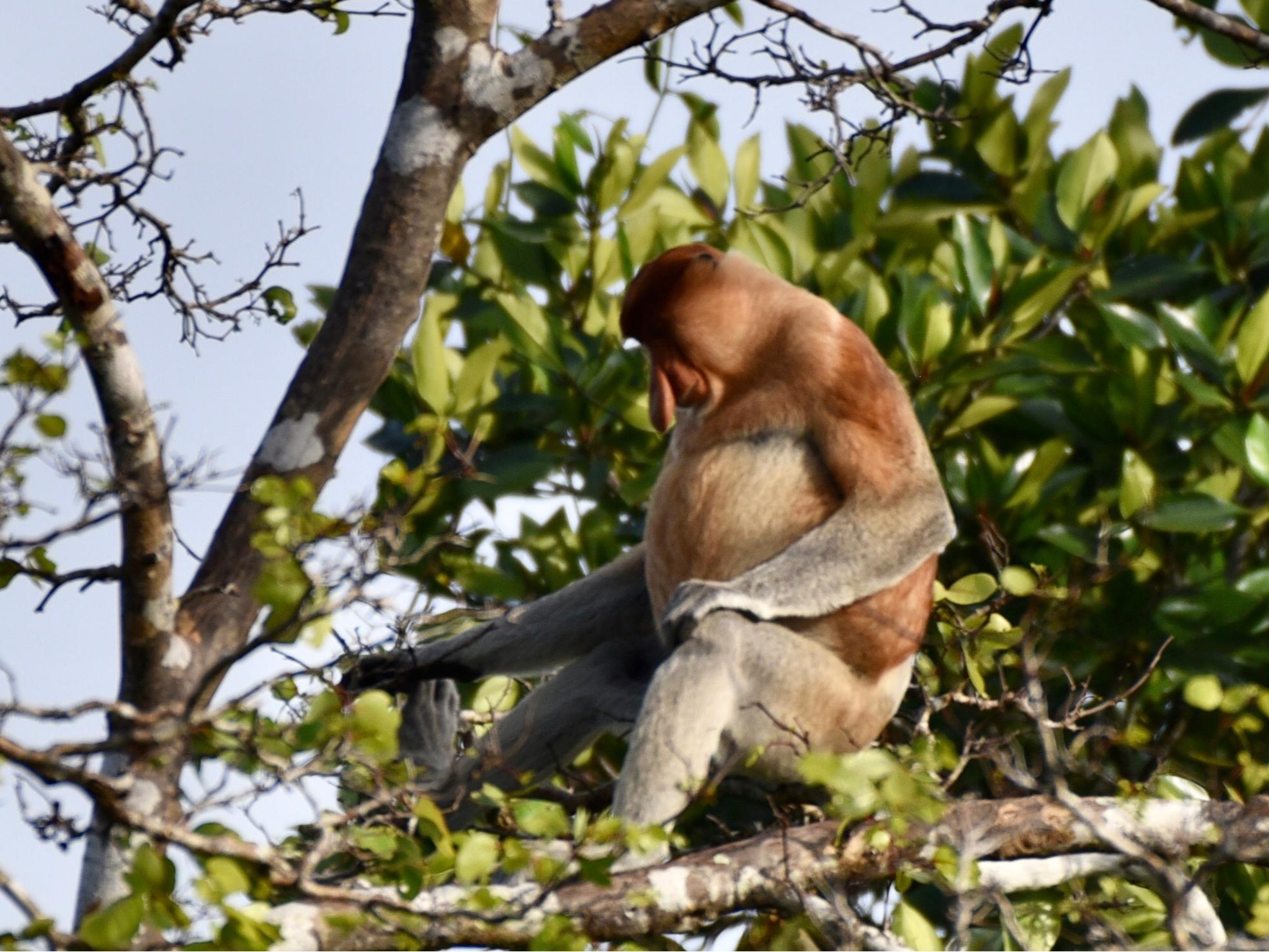 婆罗洲卡红树林野生动物巡游 & 萤火虫奇观