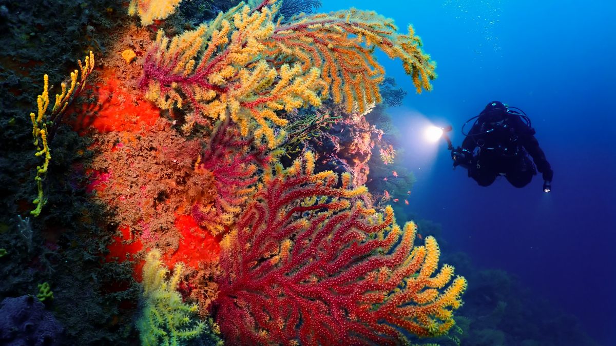 加泰隆尼亚的高氧掌握：在 PADI 5* 潜水中心安全潜水