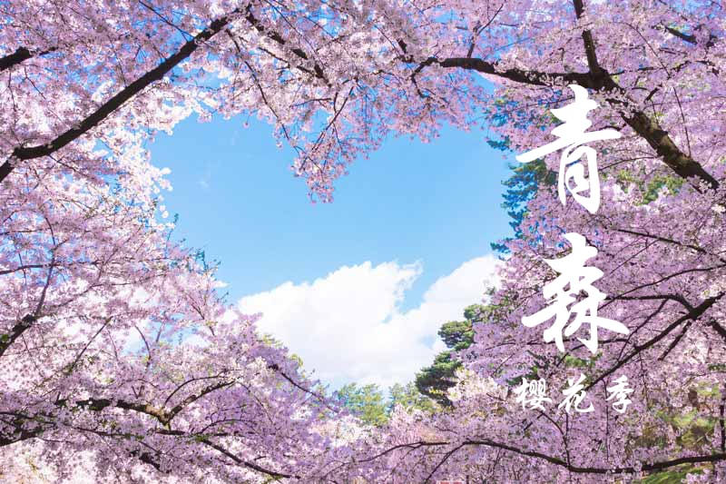 樱花季限定｜青森弘前城樱花私人包车一日游｜行程自由搭配