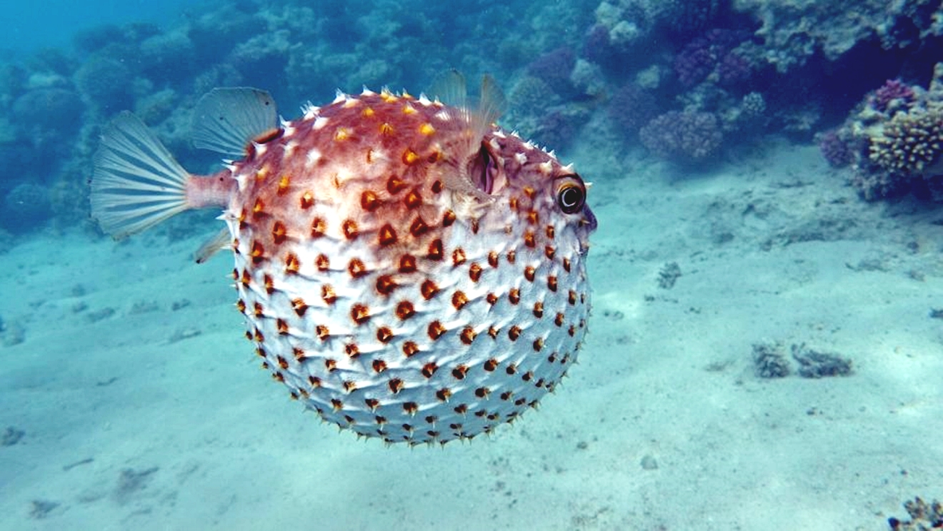 加利卜港一日浮潜及海洋之旅