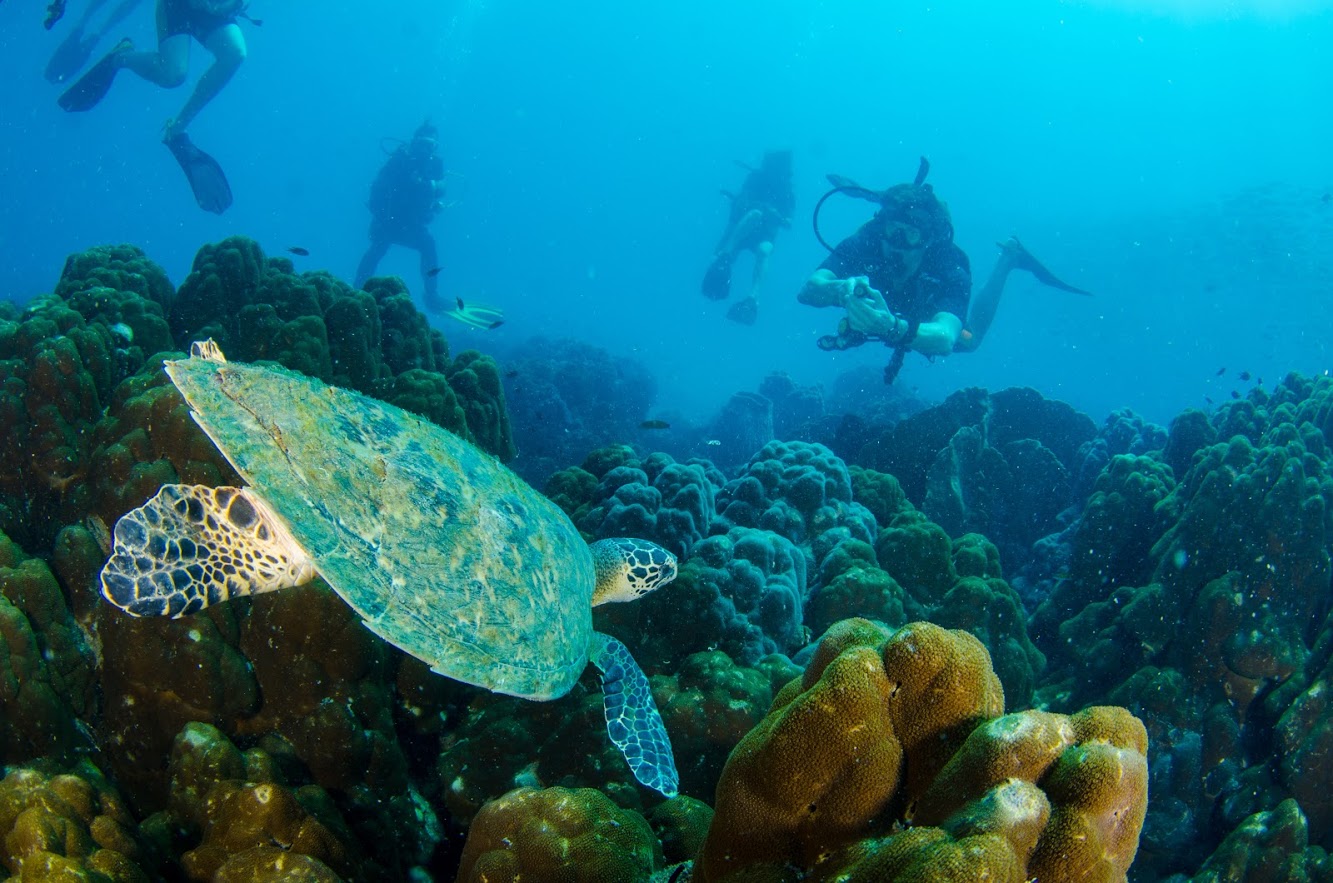 Koh Rang 国家公园潜水体验（PADI五星级潜水中心）