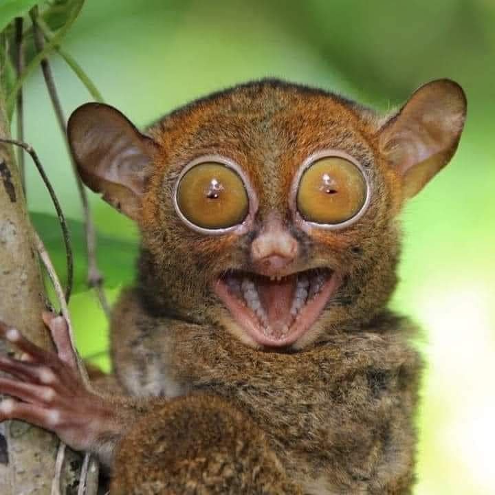 薄荷岛乡村全包一日游