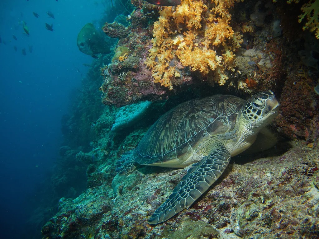 马布岛 PADI 五星潜水中心潜水进阶开放水域潜水员课程