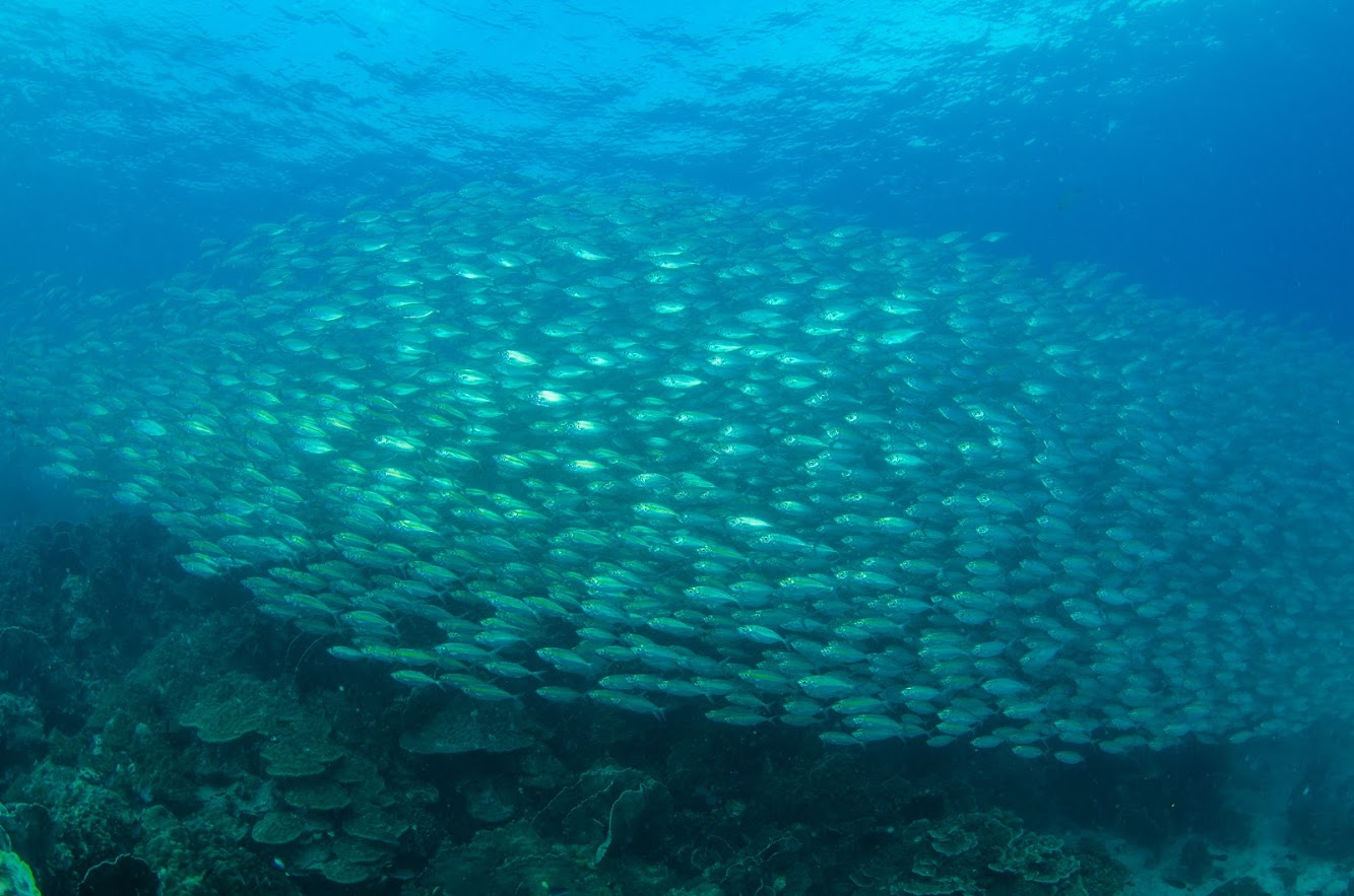 狗骨岛潜水体验（PADI五星级潜水中心）