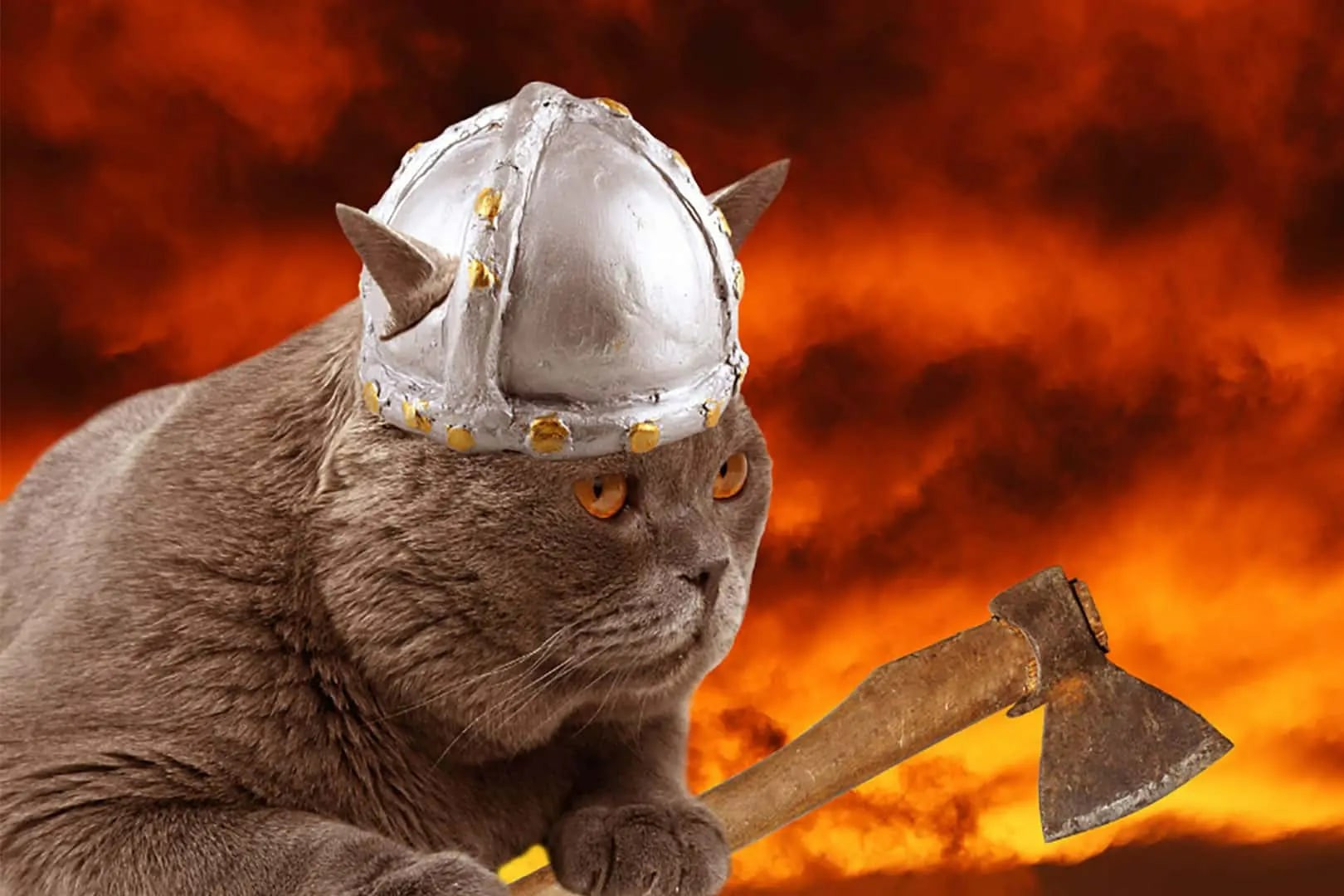 雷克雅未克小猫徒步探索之旅