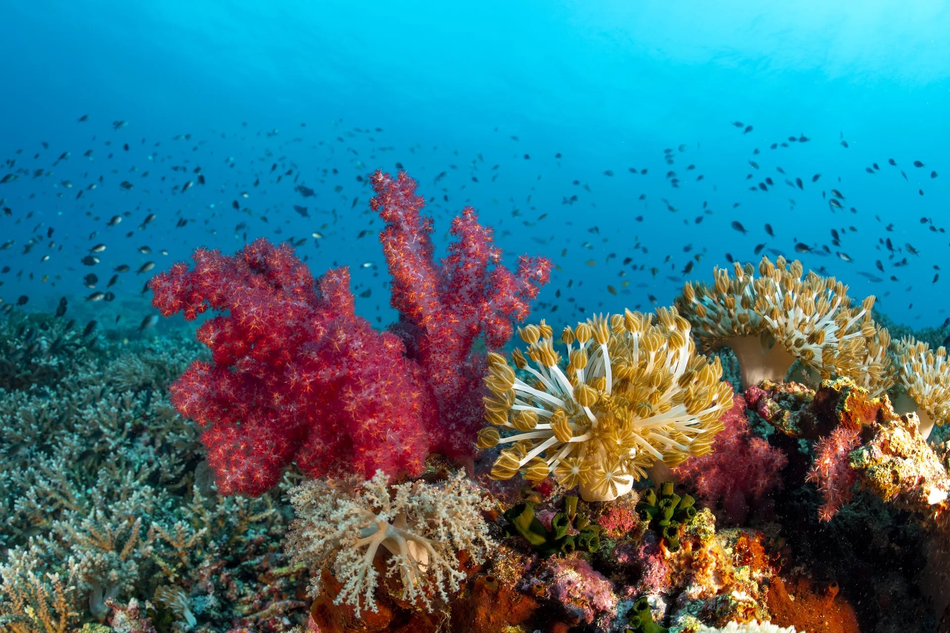 内格罗斯岛卡瓦延 PADI 潜水中心午间潜水体验