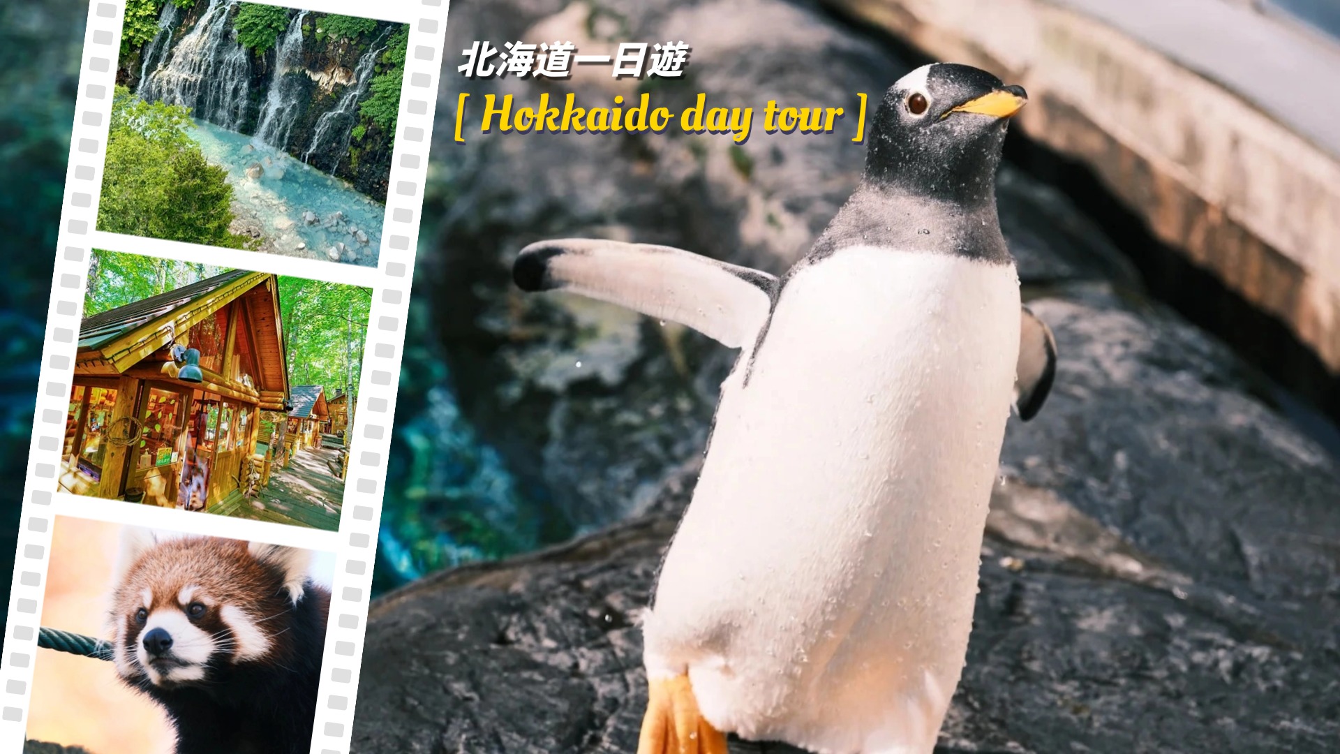 北海道人气景點一日游｜旭川动物园&网红树&白须瀑布&美瑛青池&精灵露台