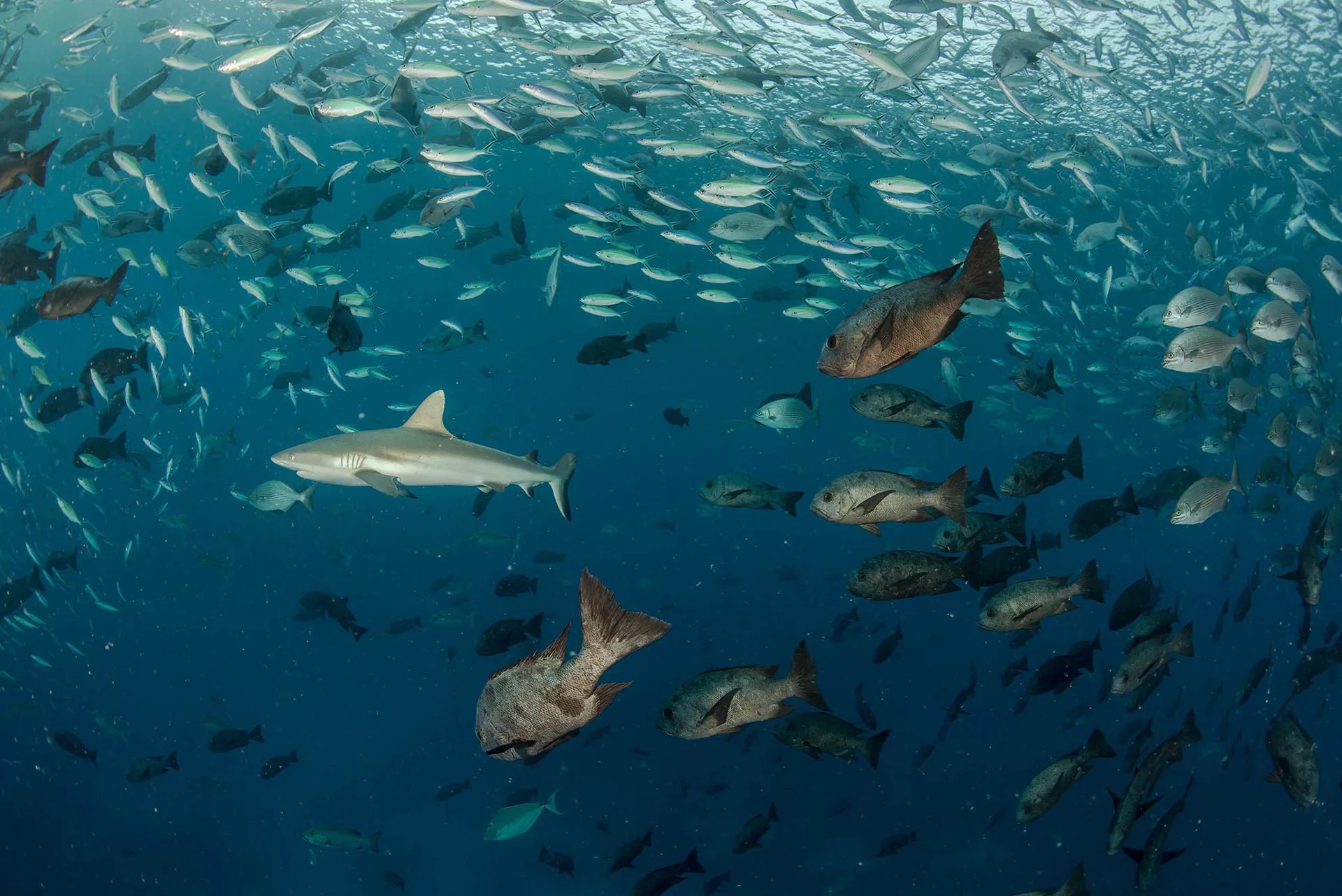 科罗尔潜水之旅（PADI五星级IDC度假村）