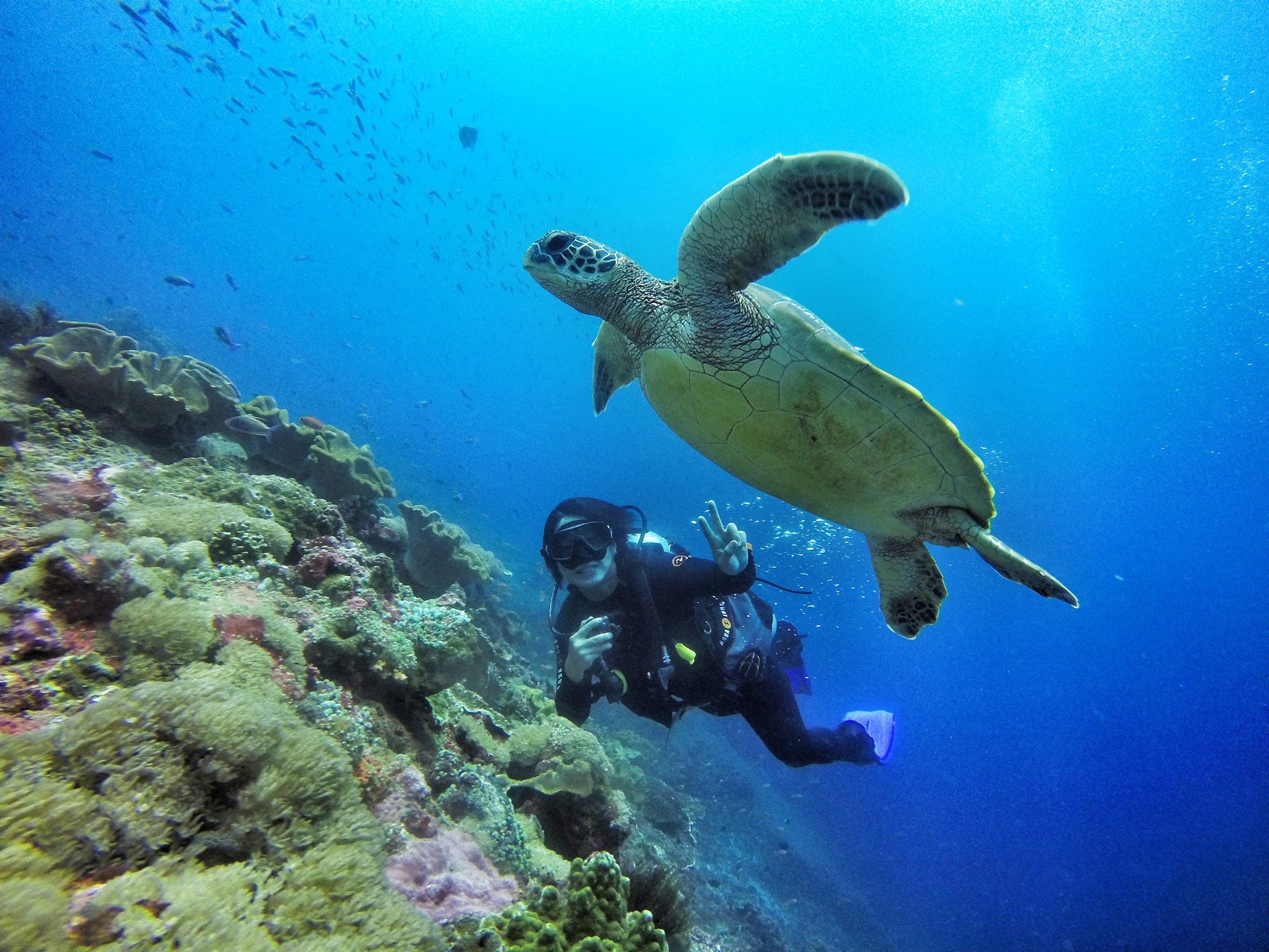 珀尼达岛 PADI 五星潜水中心潜水一日游（3次）