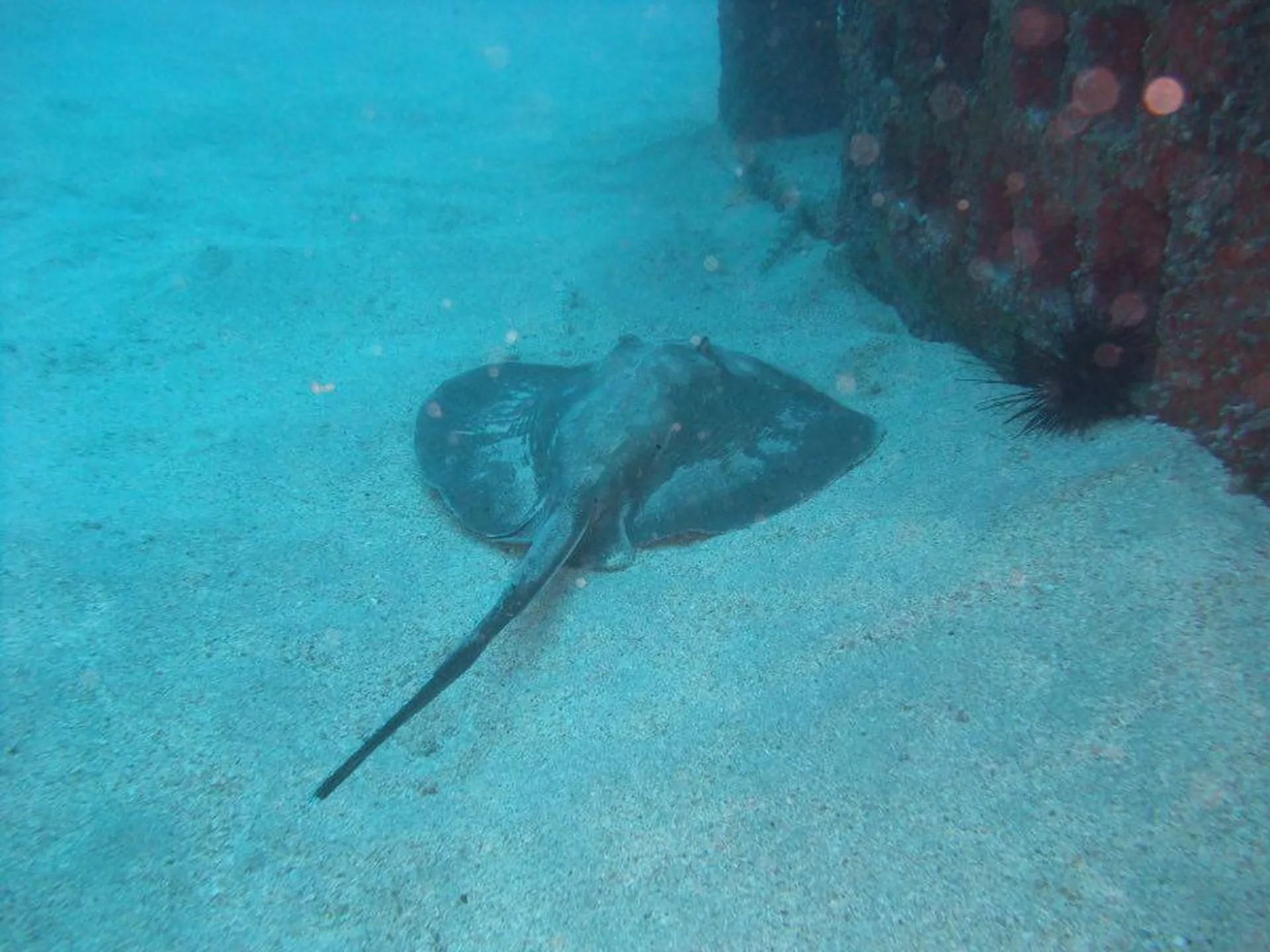 大加那利岛的水上探险：PADI 中心的半日潜水之旅