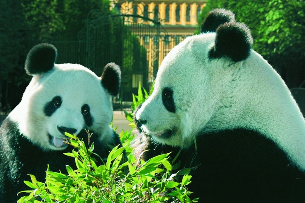 维也纳美泉宫动物园门票（含免排队门票）