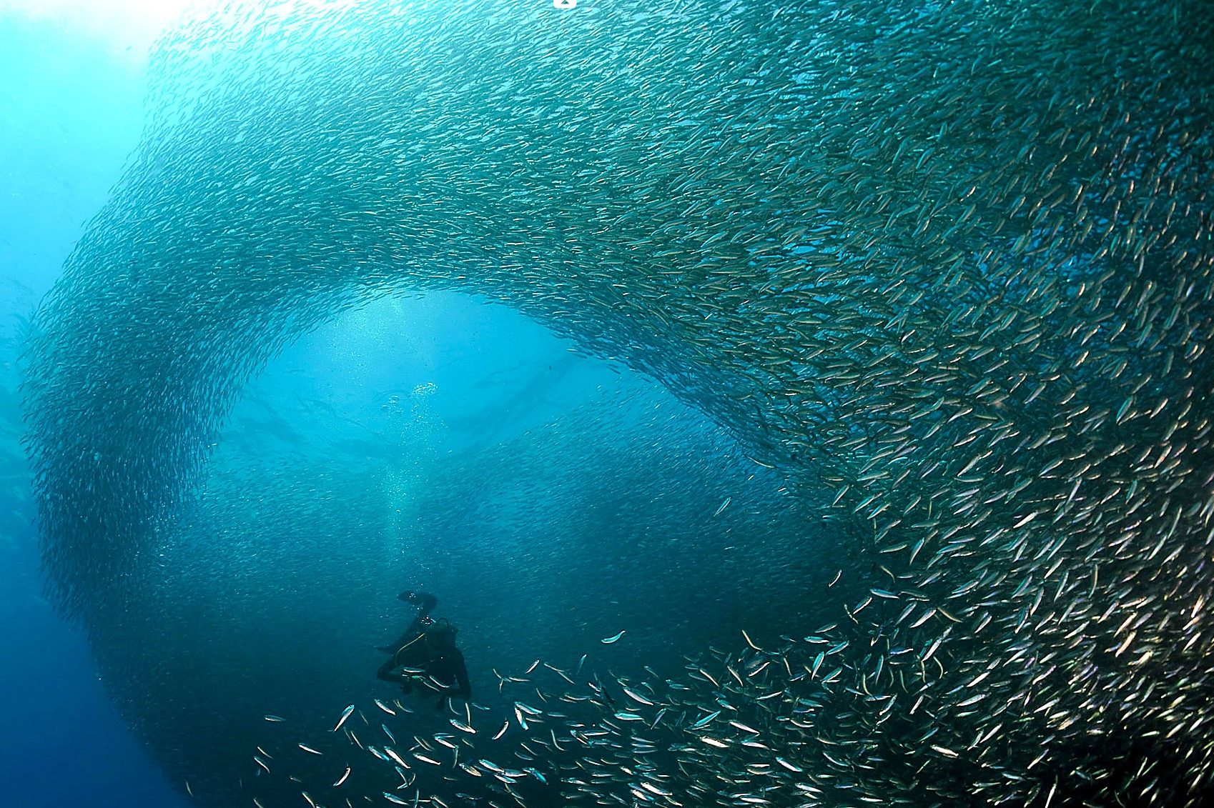 宿雾沙丁鱼风暴潜水＆佩斯卡多尔岛浮潜之旅