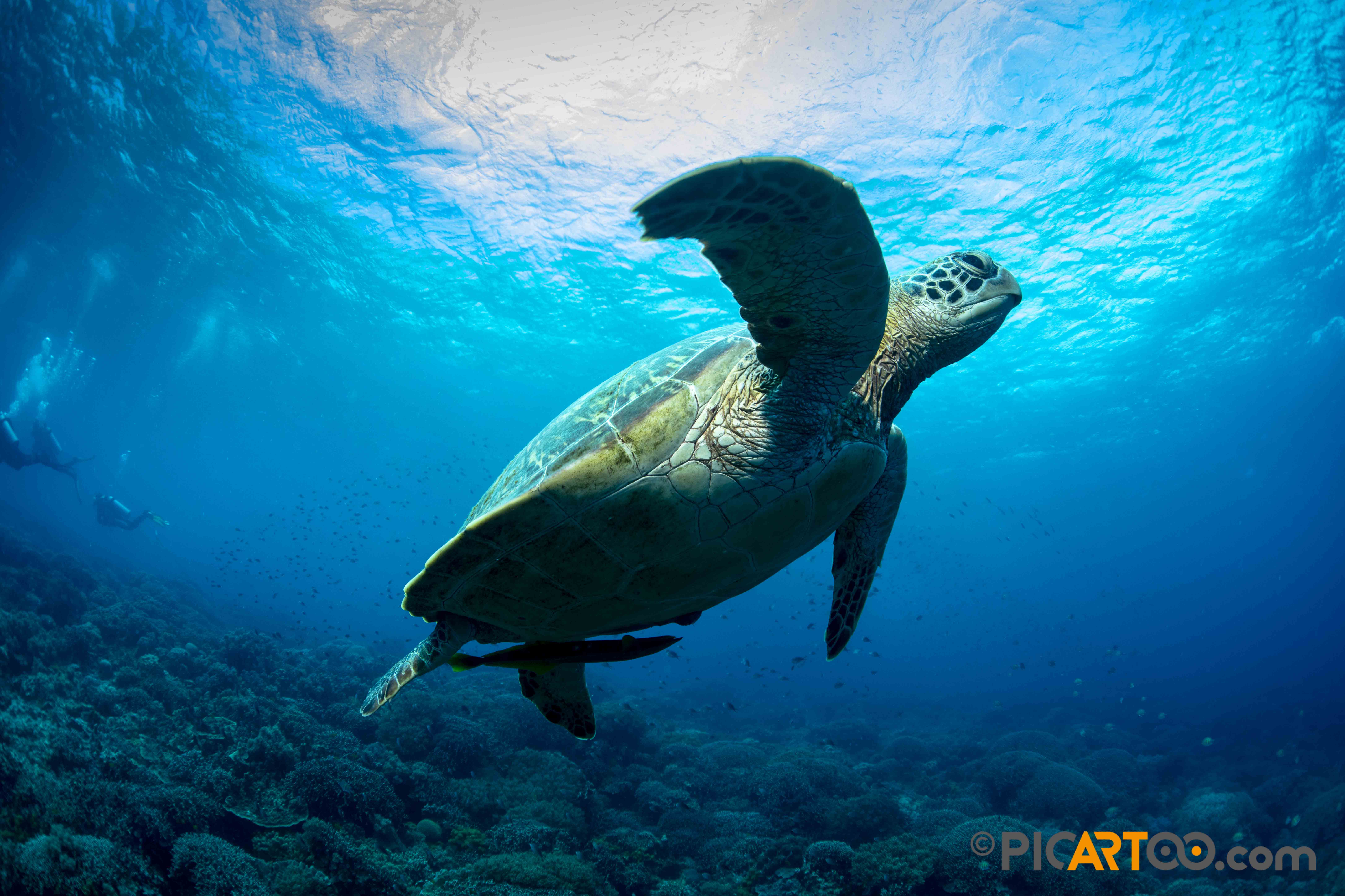 内格罗斯岛 PADI 潜水中心初学者潜水体验
