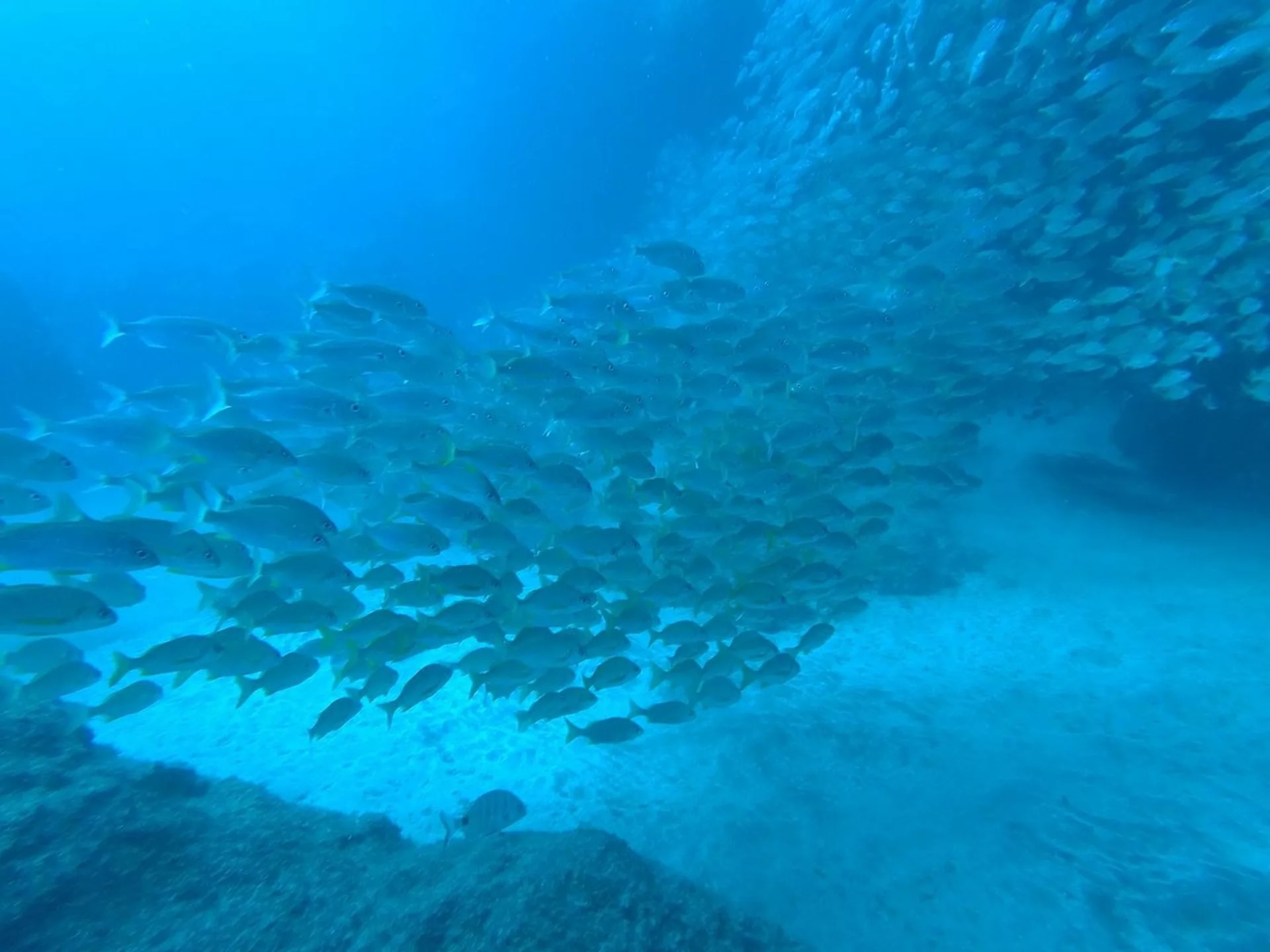 大加那利岛潜水更新：在 PADI 5* 潜水中心进行水肺潜水复习